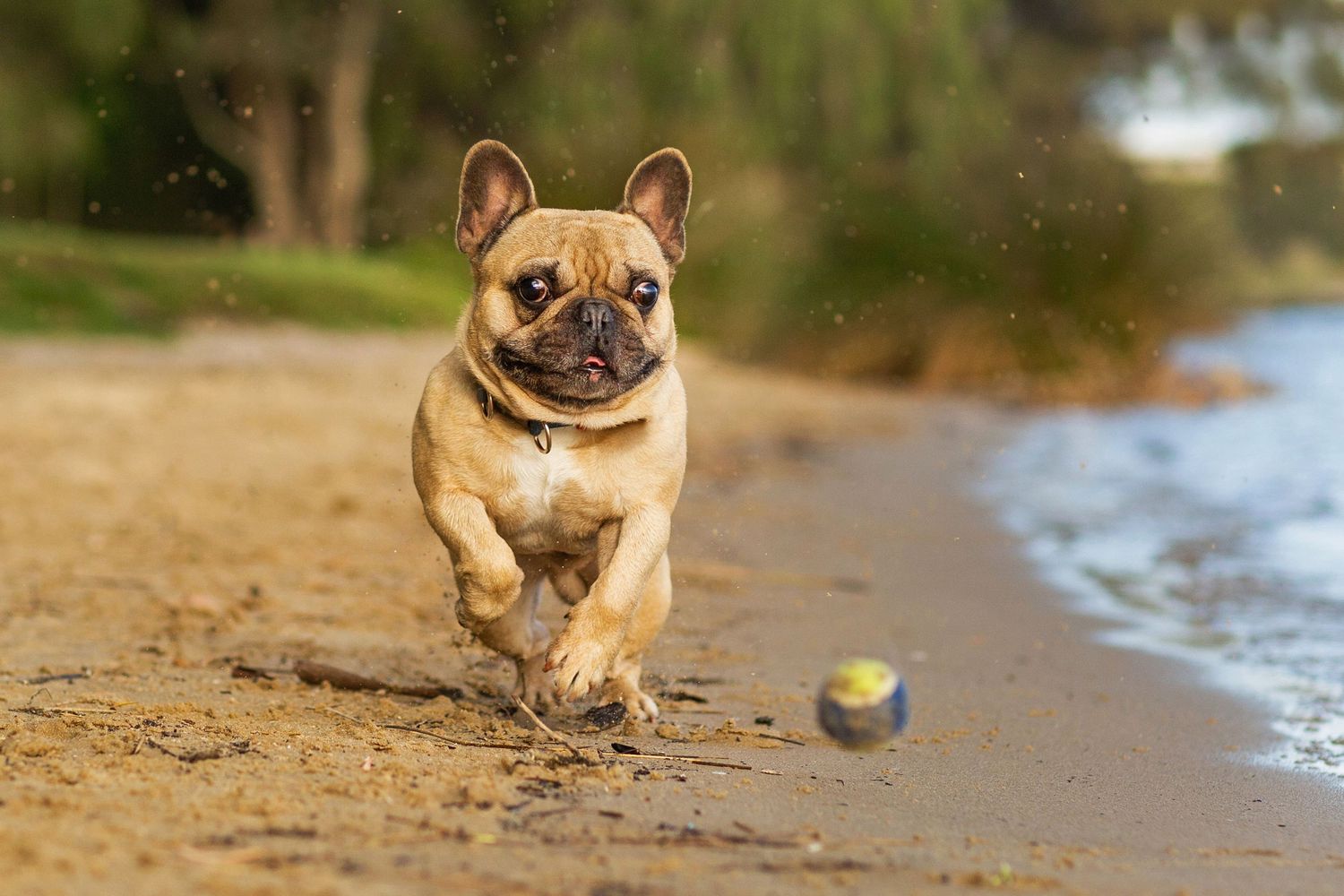 French Bulldog enthusiastically chasing his ball during a pet photo session by the river in perth