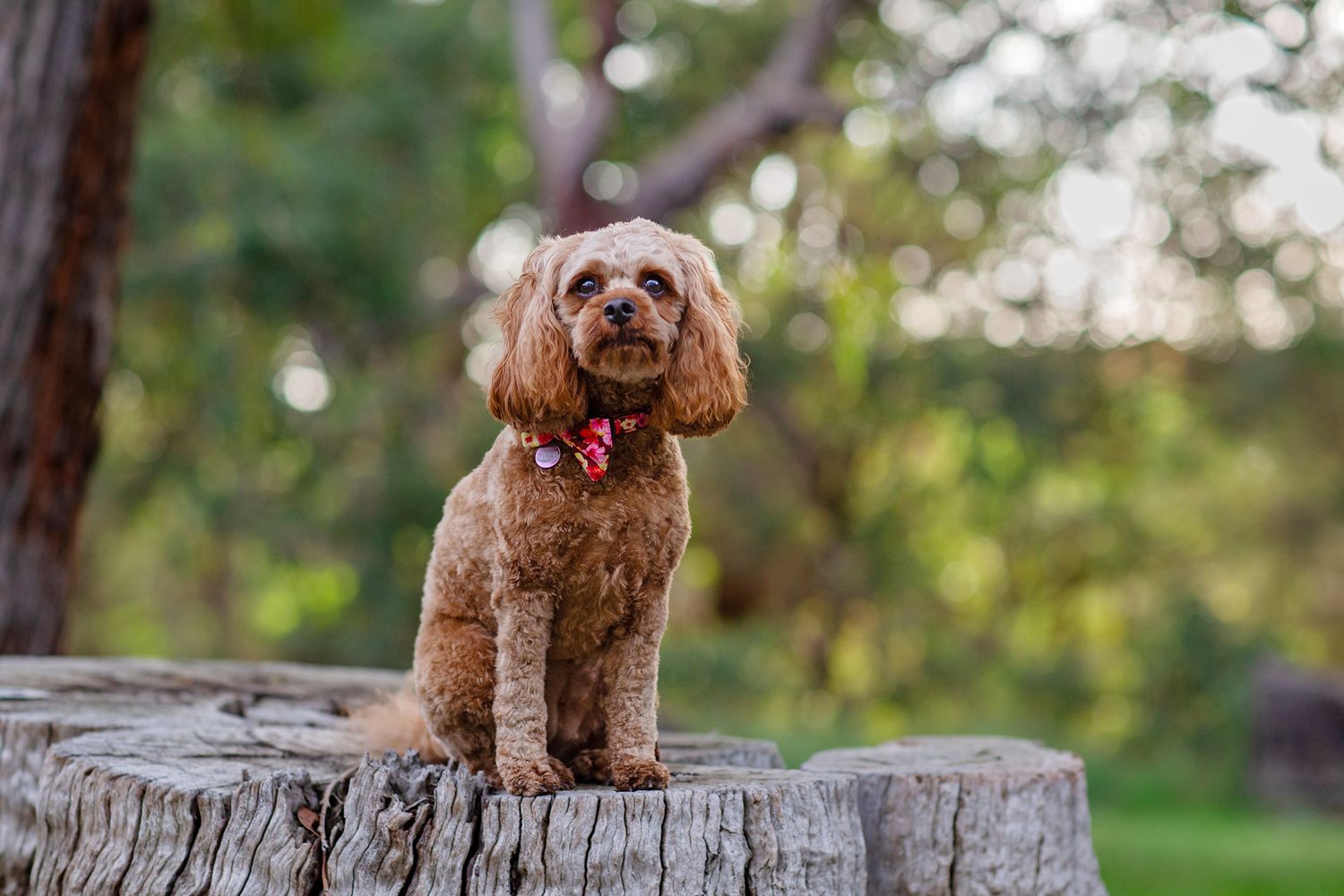 Cavoodle sitting on tree stump in the park at golden hour during pet session in Perth
