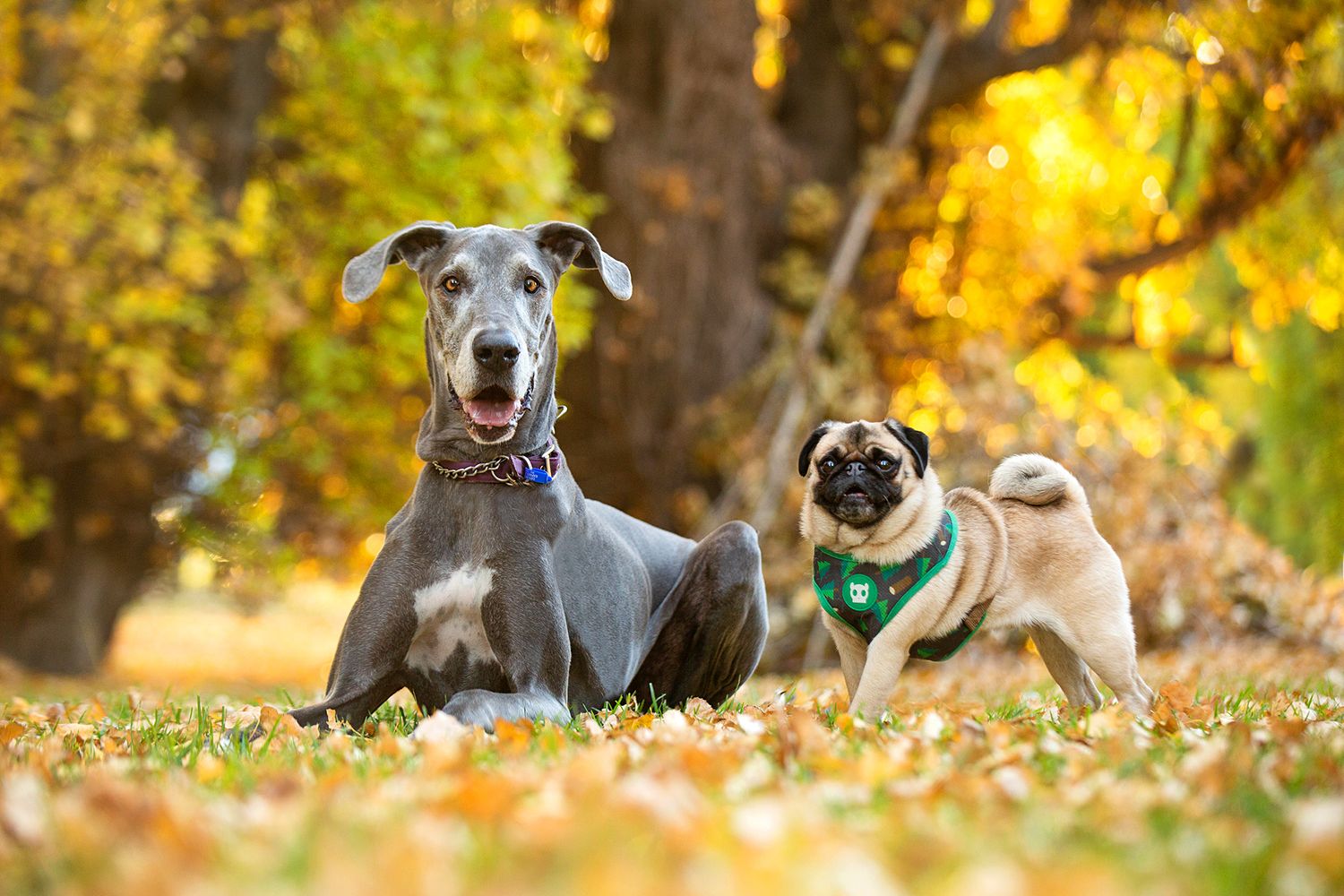 Great Dane and Pug during an autumn golden hour photo session in perth