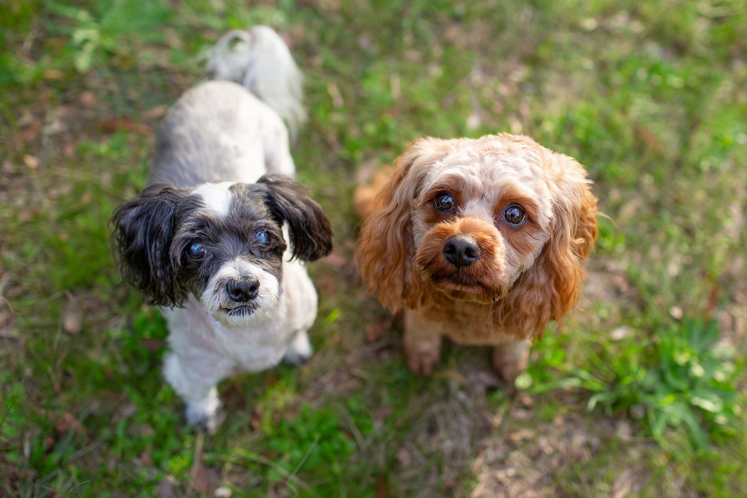 Two Cavoodles looking up at camera while sitting on grass in the park during pet session in Perth