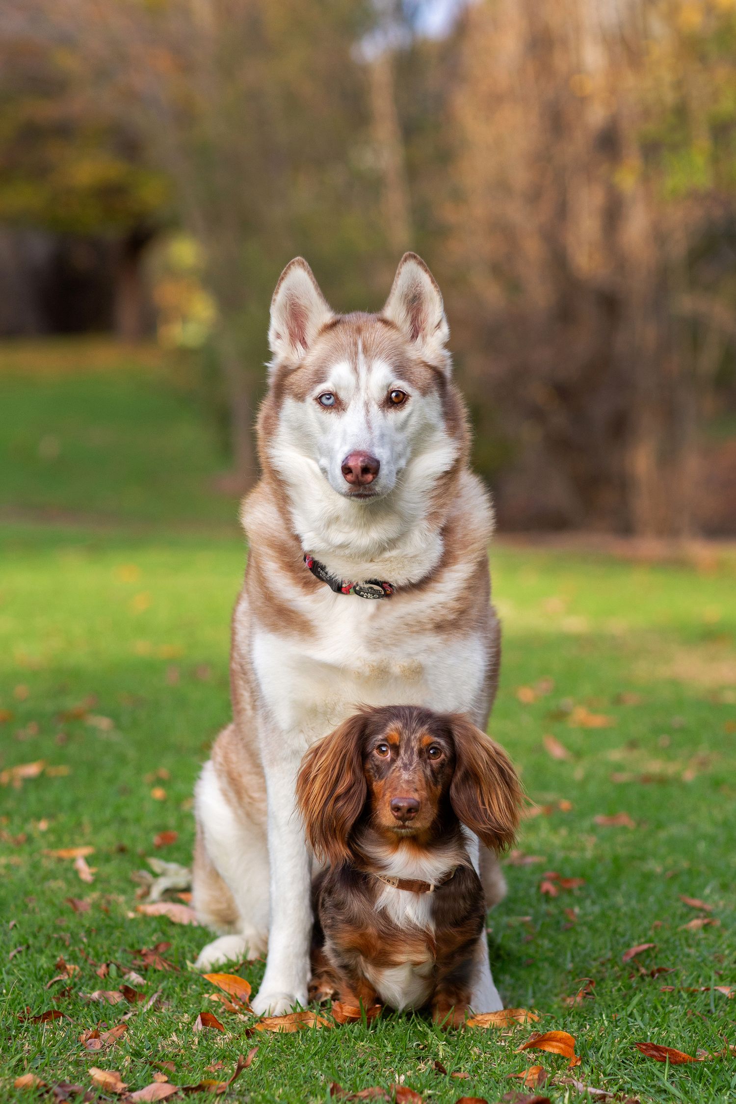 Husky and Dachshund share personal space during pet photo session in perth