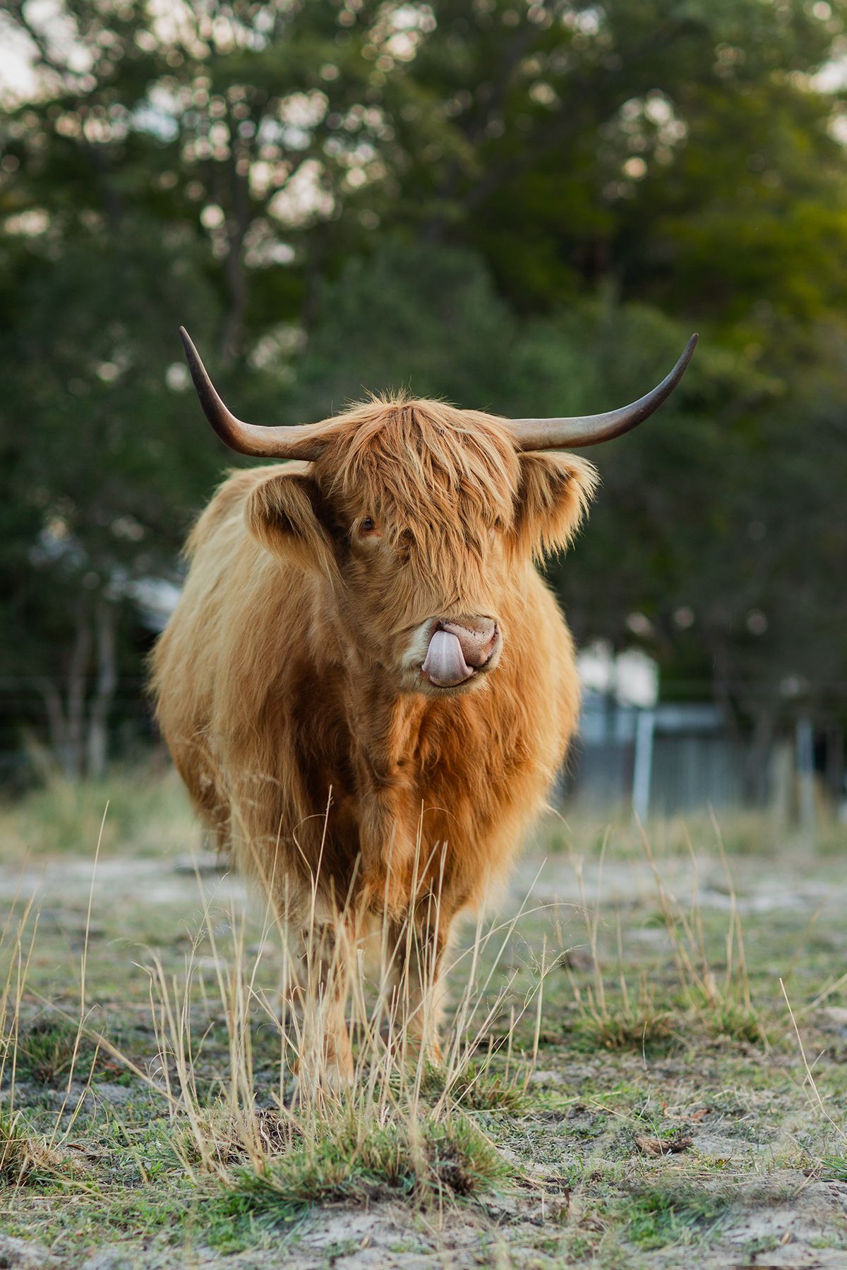 Highland Cow in a beautiful lush field during golden hour for a pet photography session in perth