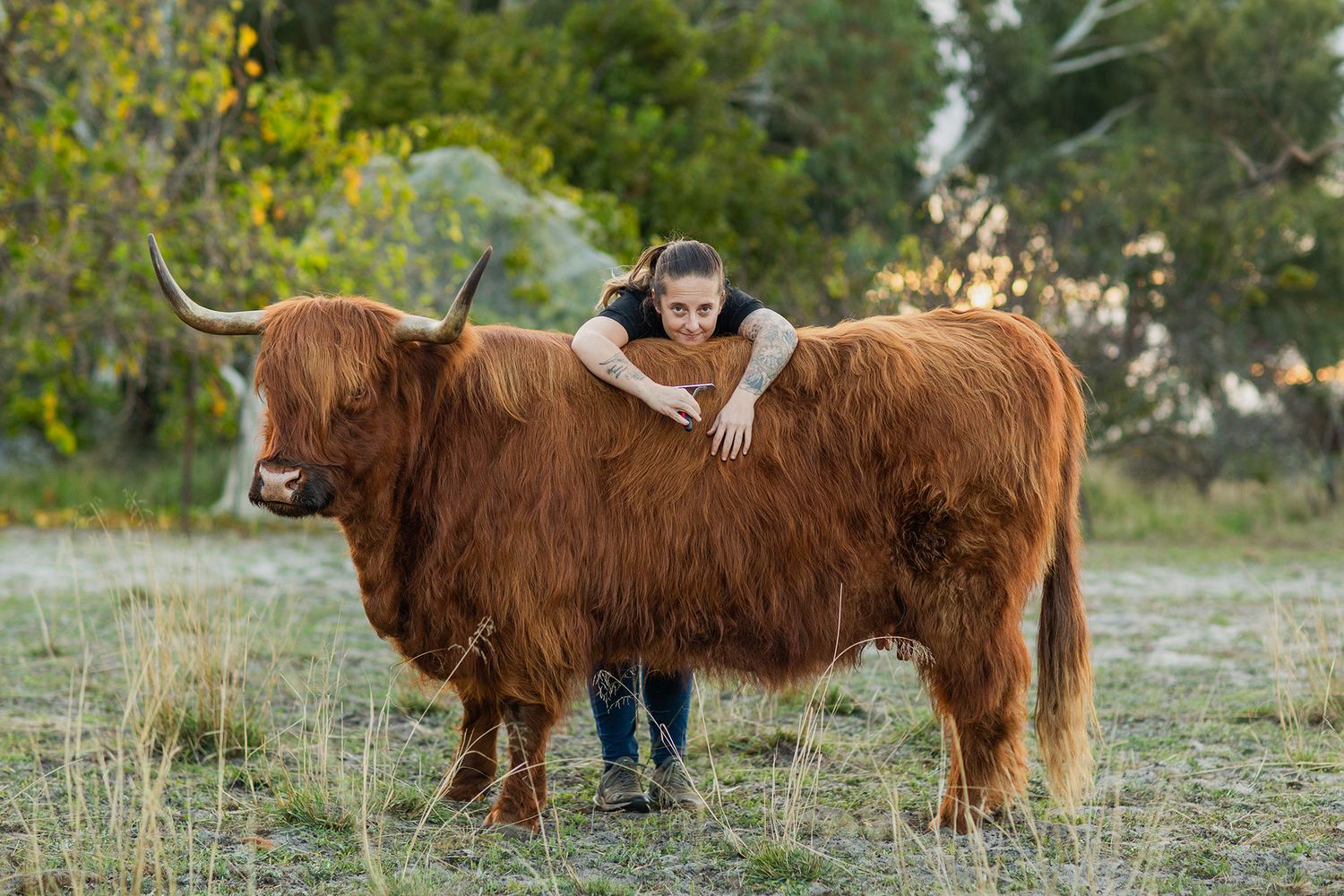 Highland cow and owner embracing during golden hour on the farm at a pet photo session in Perth
