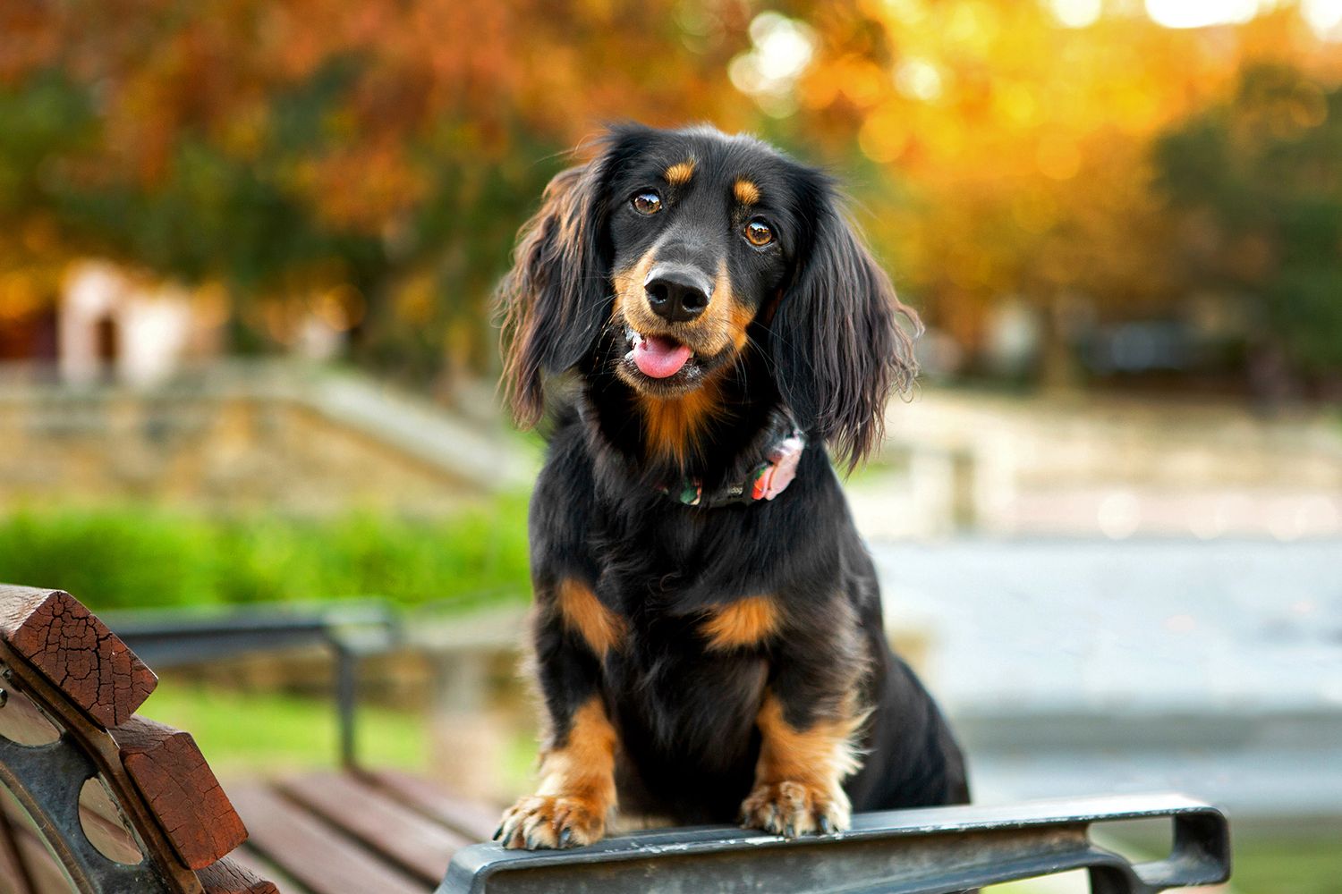 Dachshund standing on park bench during golden hour with autumn trees in the background during pet photo session in Perth