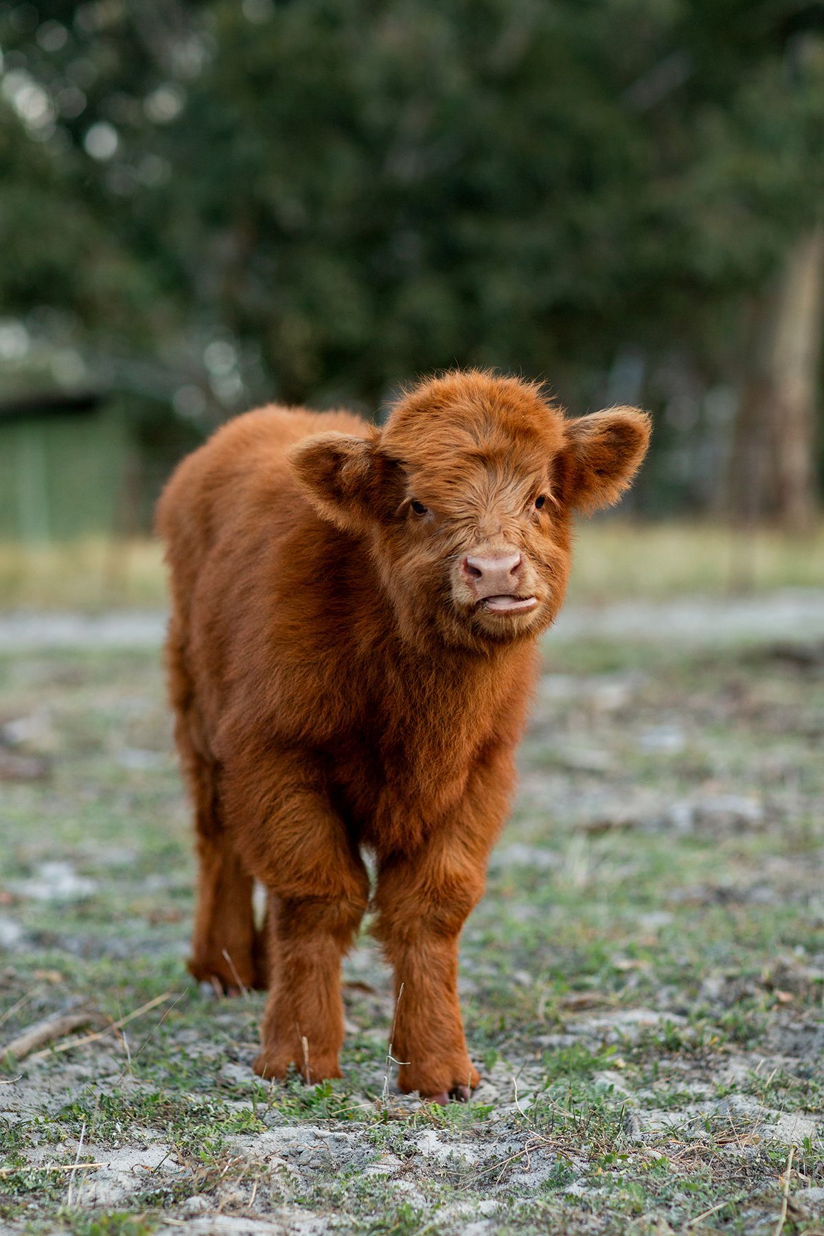 Highland Cow in a beautiful lush field during golden hour for a pet photography session in perth