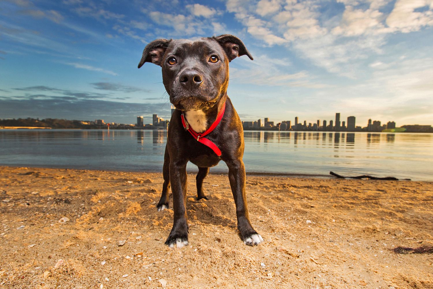 English staffy posing for the camera during sunrise at south perth with perth city skyline in the background