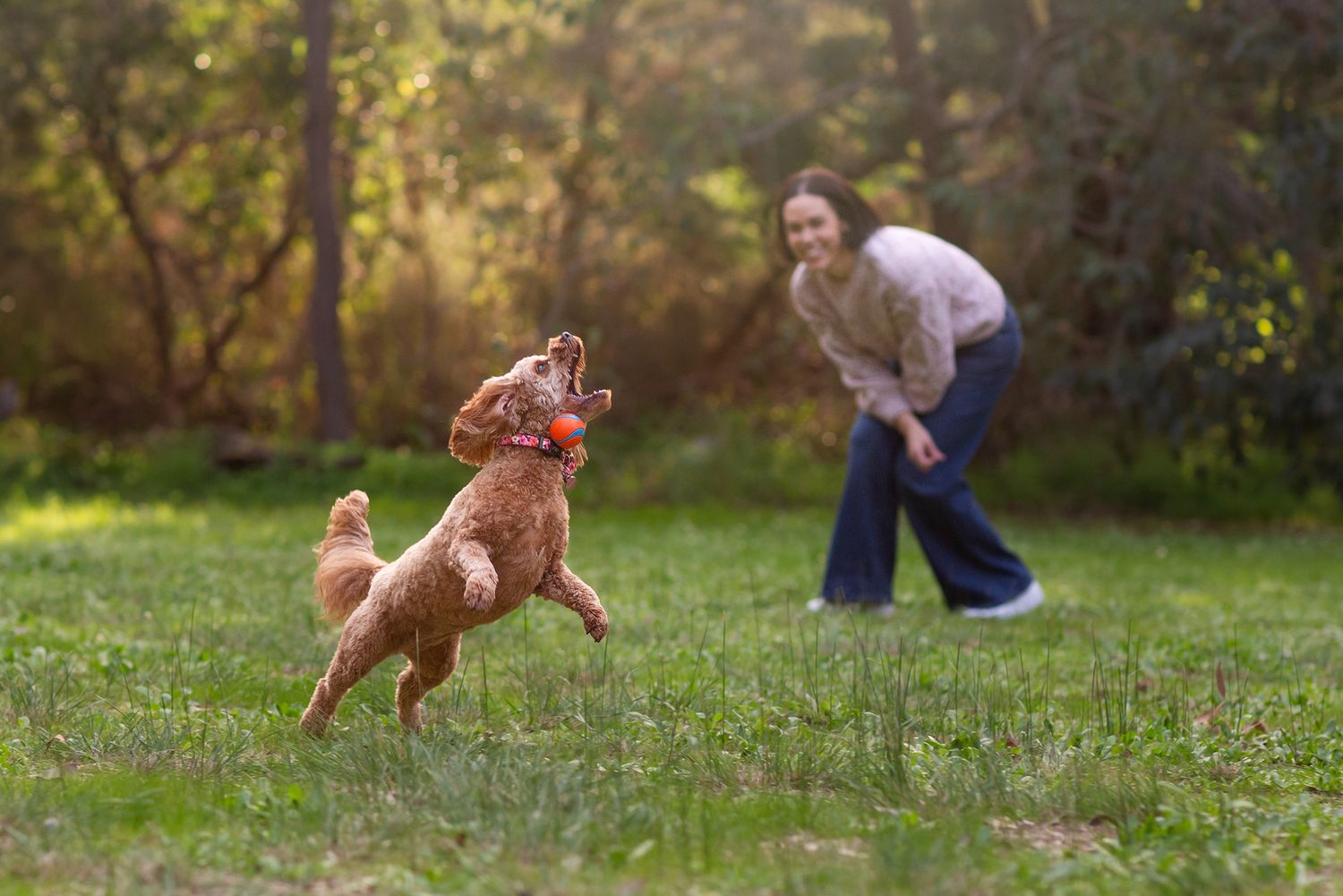 Cavoodle jumping up to catch toy at golden hour in the park during pet session in Perth