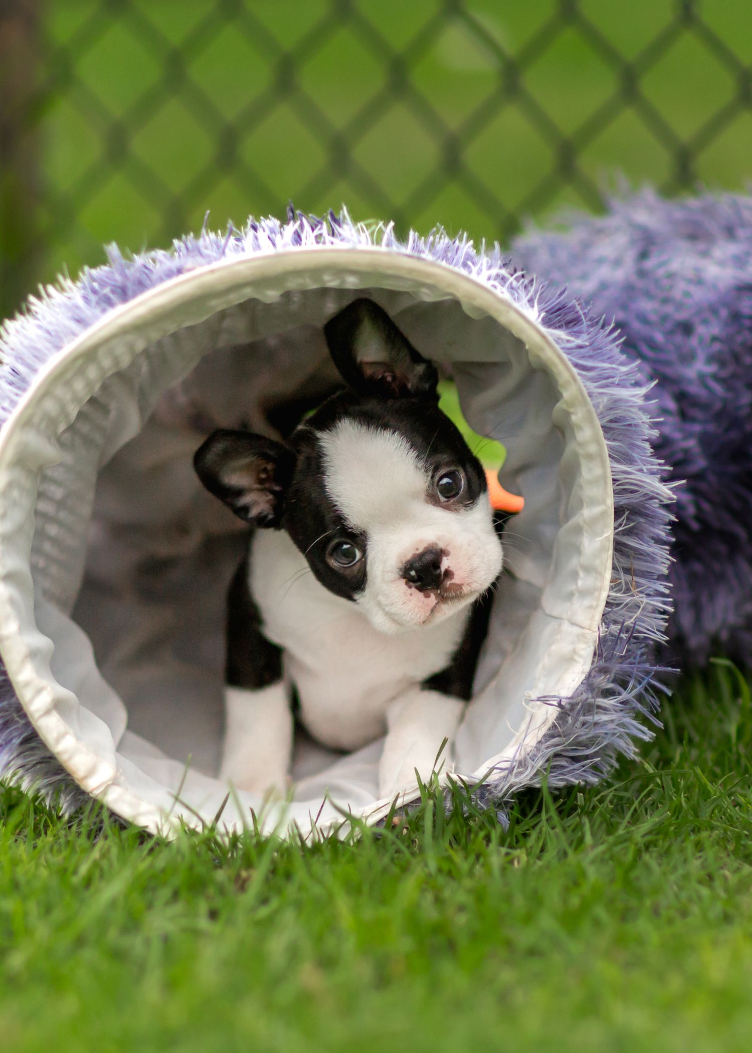 8 week old boston terrier puppy with floppy ears amongst vibrant green grass during pet photo session in Perth