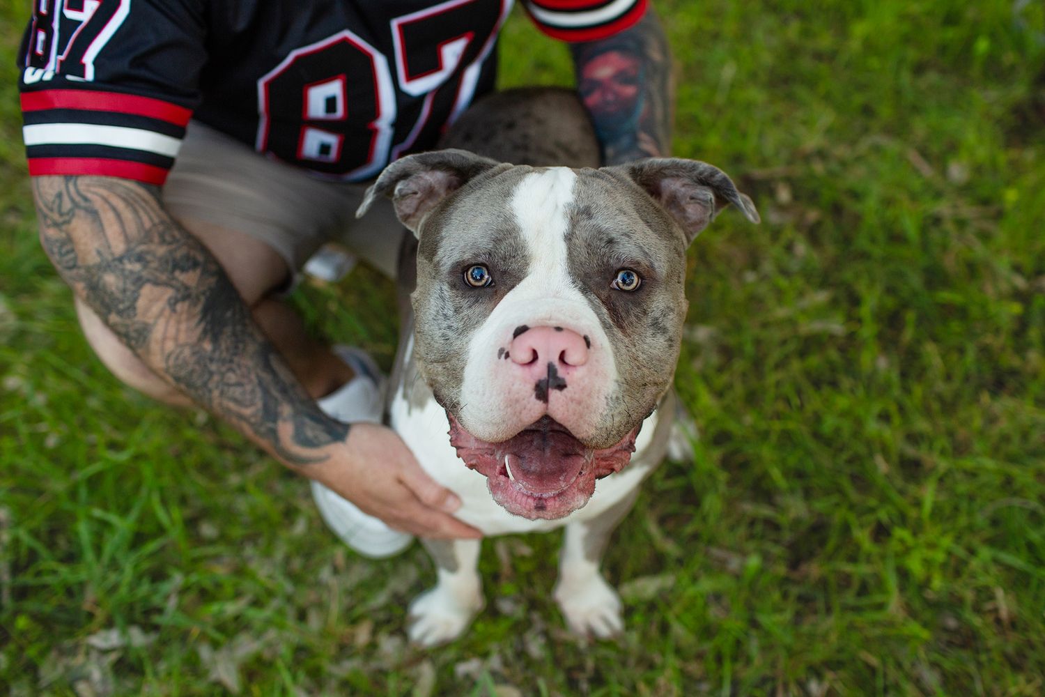American Bulldog looking up at the camera while sitting on green grass in Perth
