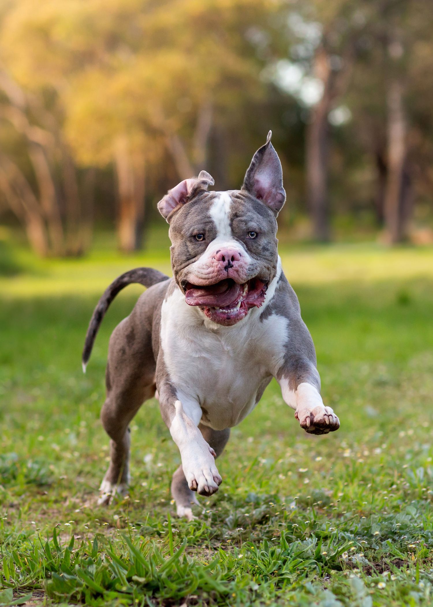 American Bulldog running at speed chasing their ball in a park during golden hour in Perth