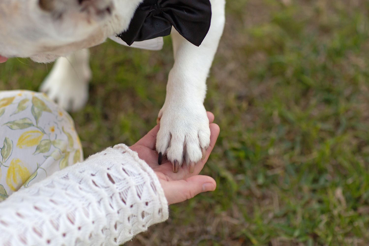 Owner cradling french bulldog's paw during twilight photo session at a park during pet photo session in Perth
