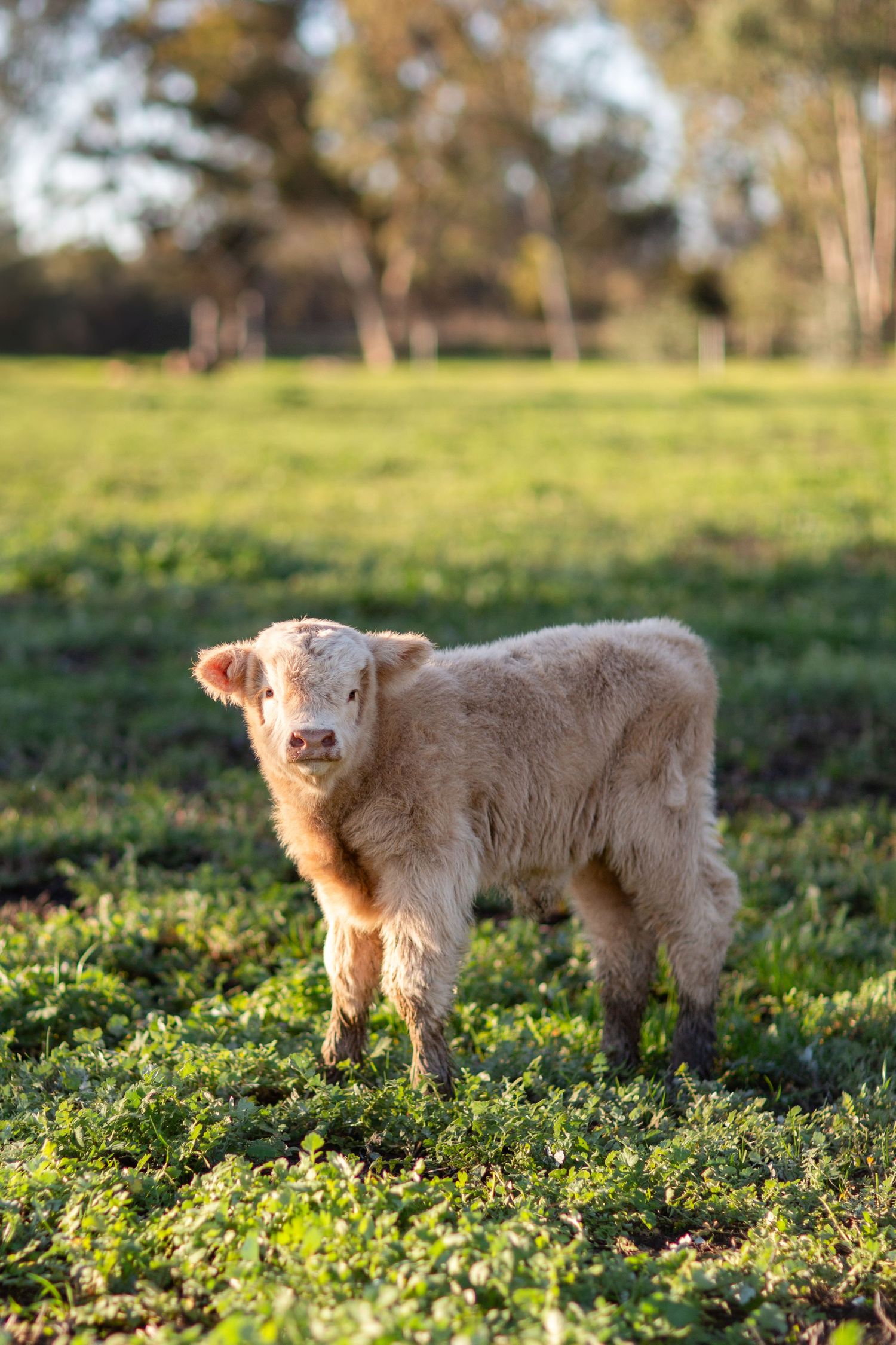 White highland cow calf in an open paddock during pet session in Perth