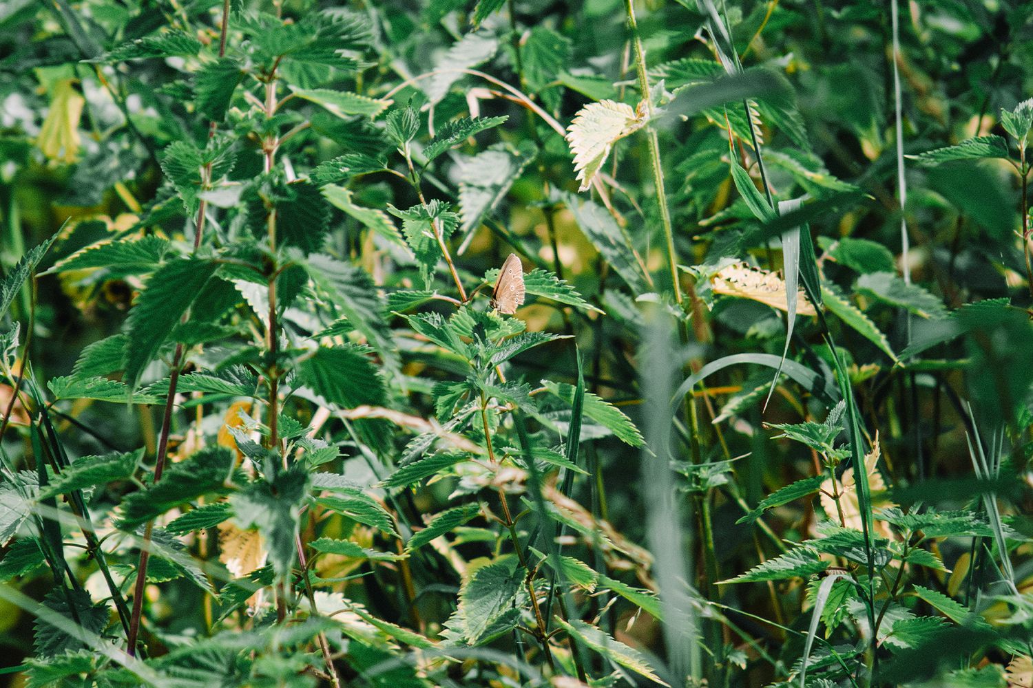 Ringlet butterfly perched on dense green foliage with tall stems and leaves, some showing yellow-brown edges in a lush meadow setting.