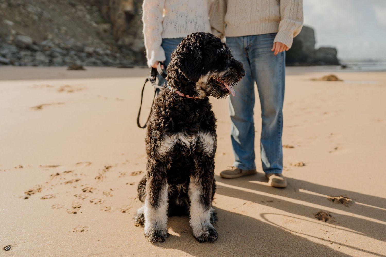 Black and white curly-haired dog on leash sitting at watergate bay with couple standing behind near rocky cliffs.