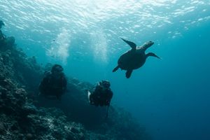 Two scuba divers explore a coral reef alongside a sea turtle in clear blue tropical ocean water.