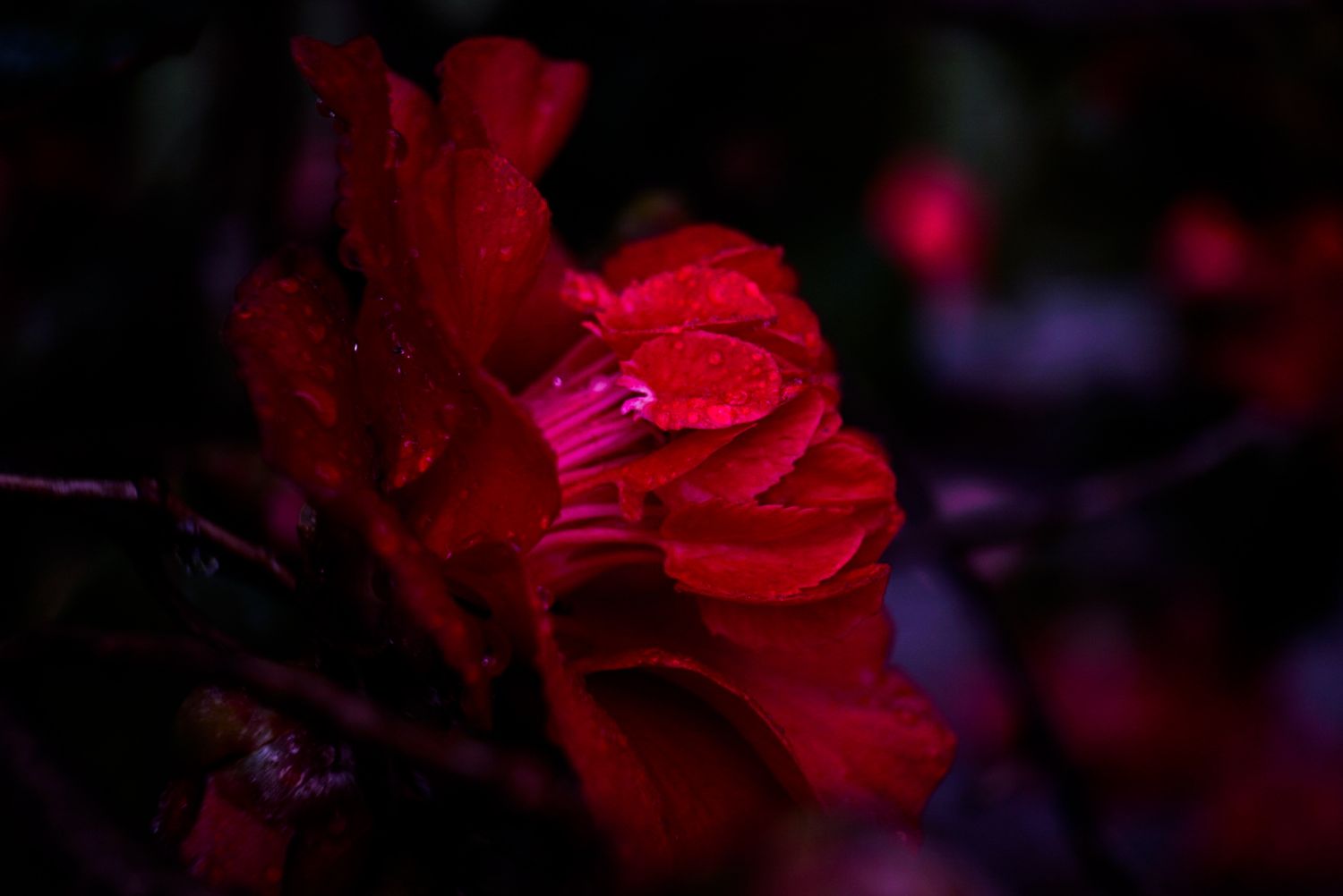 Dark moody close-up of a red rose with water droplets against a black background.