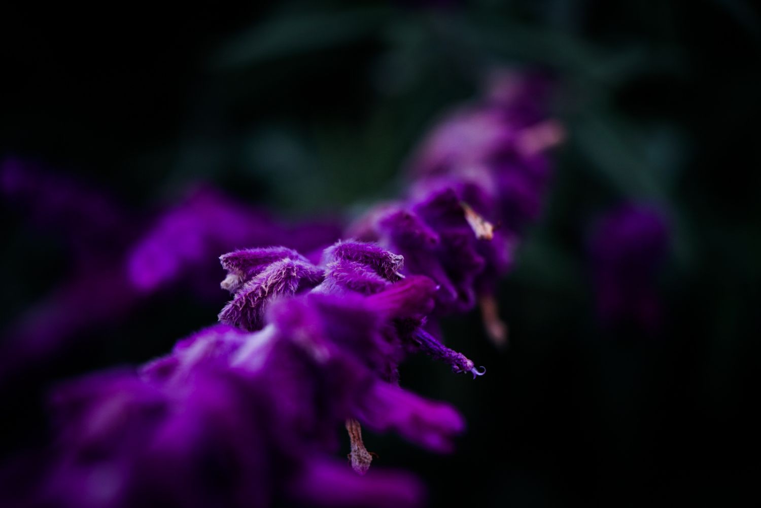 Close-up macro shot of vibrant purple salvia flowers against a dark background.