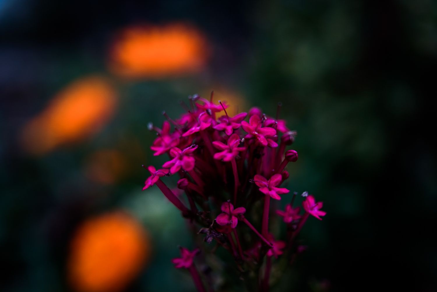 Delicate pink cluster flowers with blurred orange blooms bokeh in dark background.