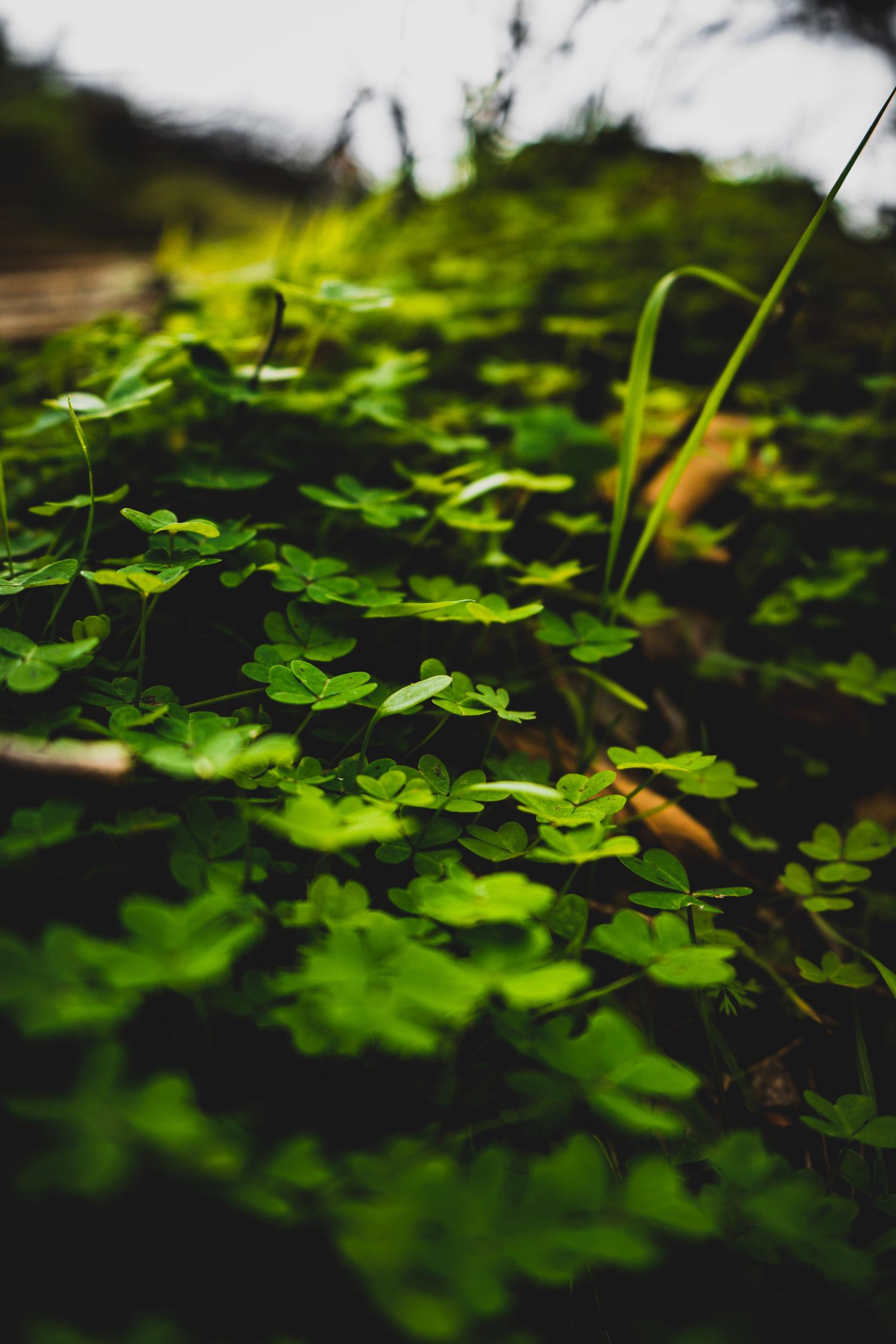 Dense ground cover of green clover plants in dappled sunlight along a garden path.