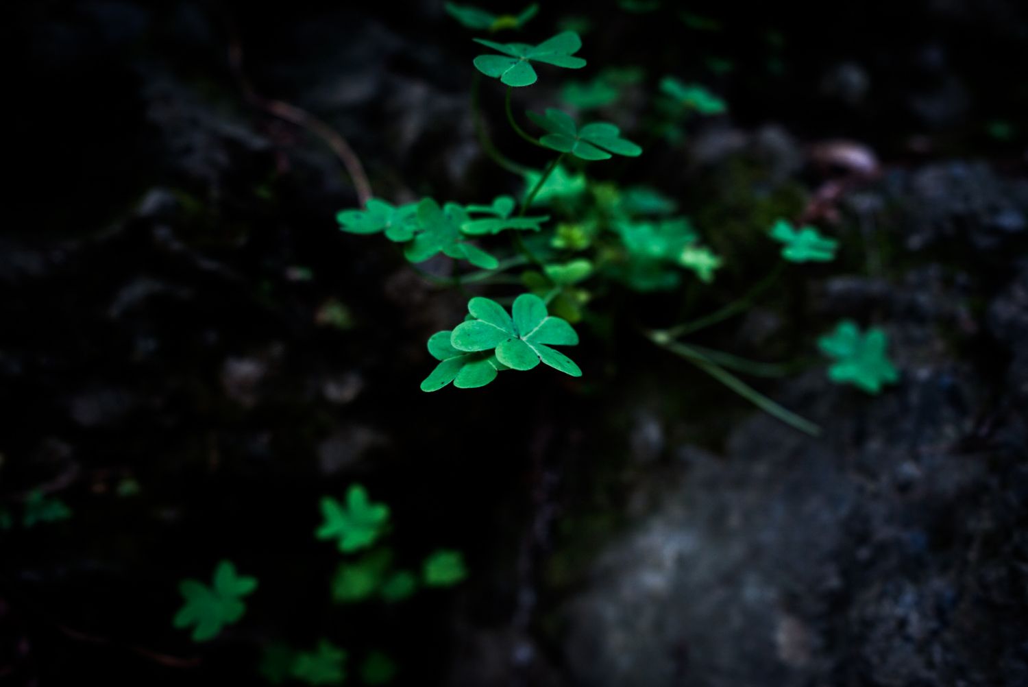 Bright green clover leaves illuminated against dark rocky ground in a forest setting.