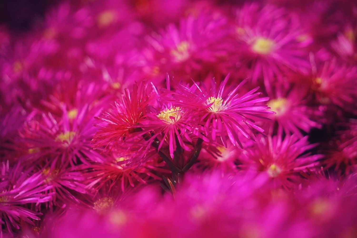 Vibrant pink ice plant flowers in full bloom filling the entire frame.