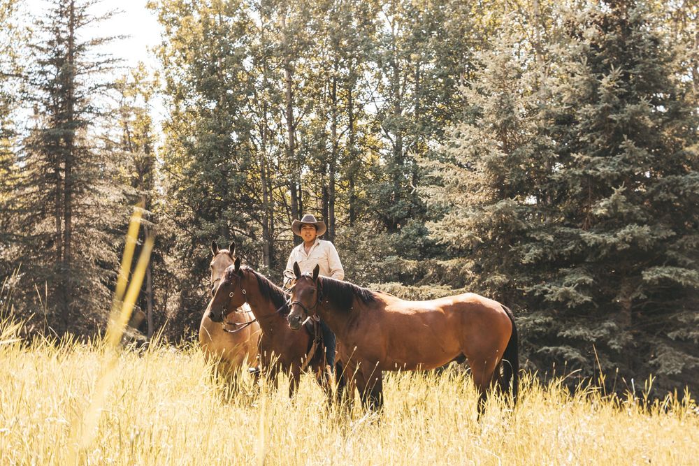 Person on horseback leading a brown horse through golden meadow grass with evergreen forest backdrop.
