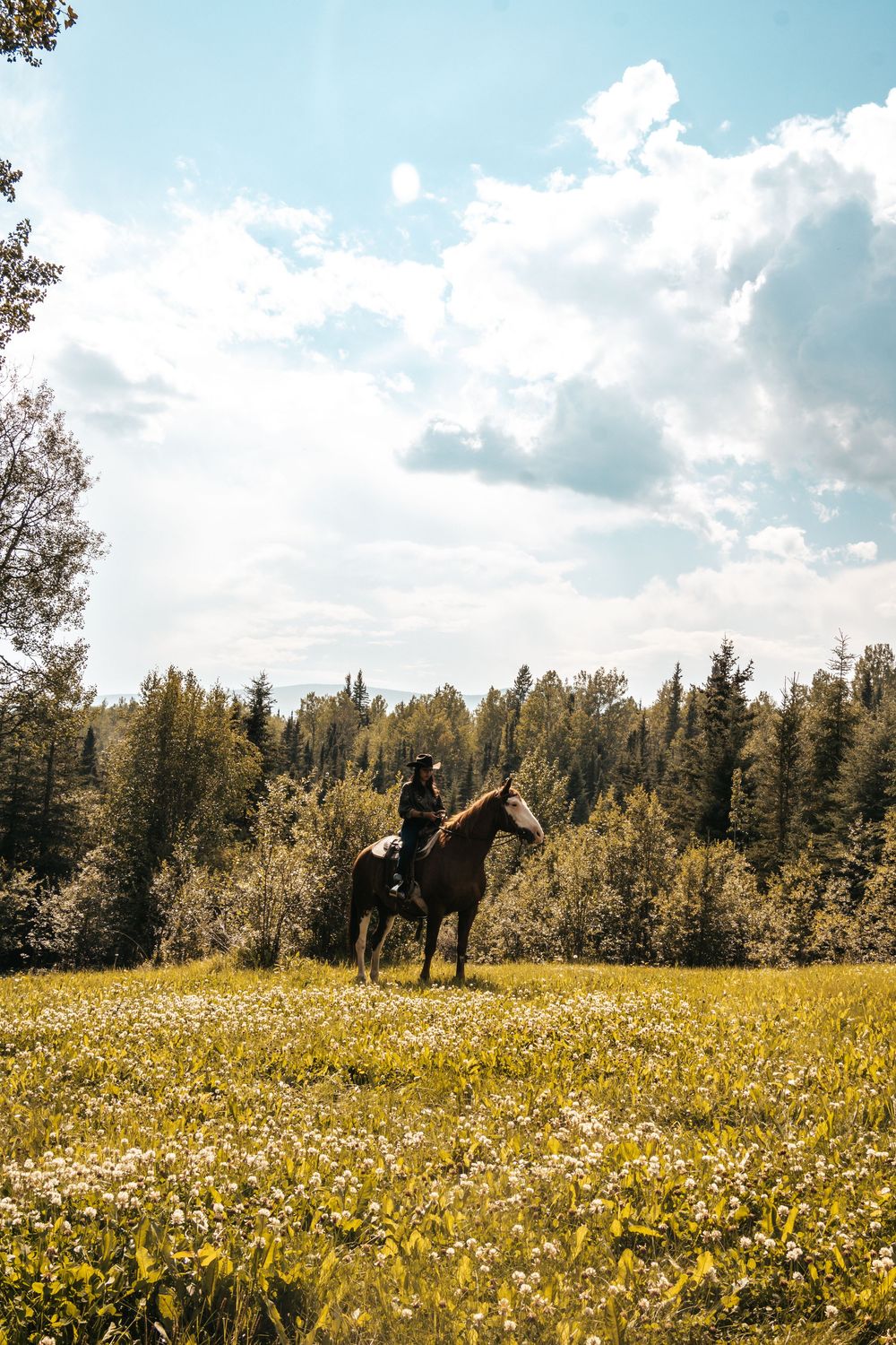 A lone horseback rider on a chestnut horse stands in a sunny wildflower meadow with a lush forest backdrop.