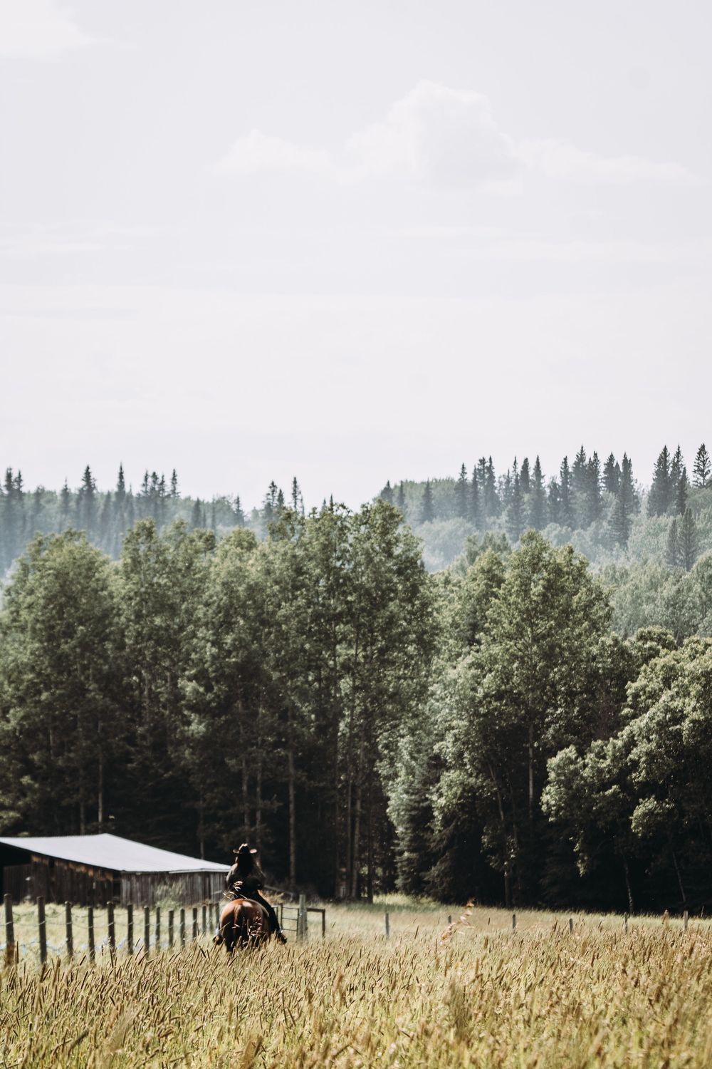 Person on horseback riding through golden fields with lush green forest and misty trees in the background.