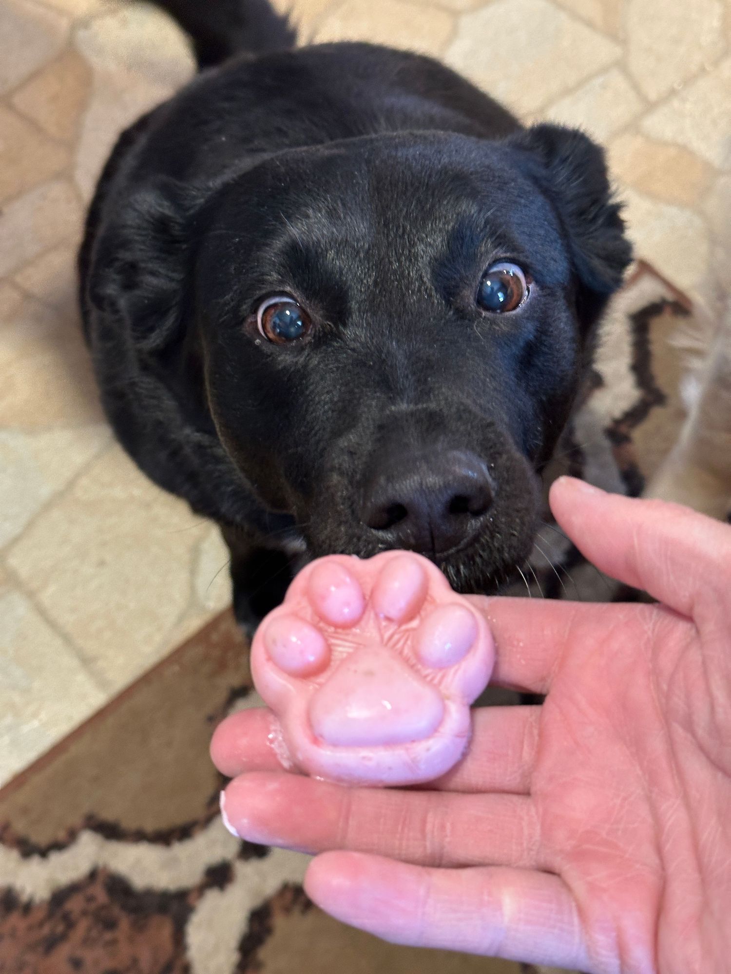 A black Labrador dog sniffs a pink paw-shaped bath bomb held in a human hand indoors.