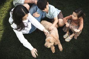 Asian family sitting on grass together petting their fluffy golden doodle dog outdoors.