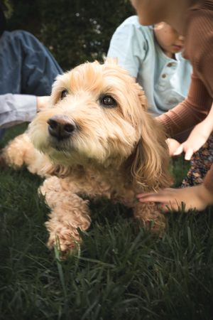 Fluffy golden Goldendoodle dog lying on green grass being petted by children outdoors.