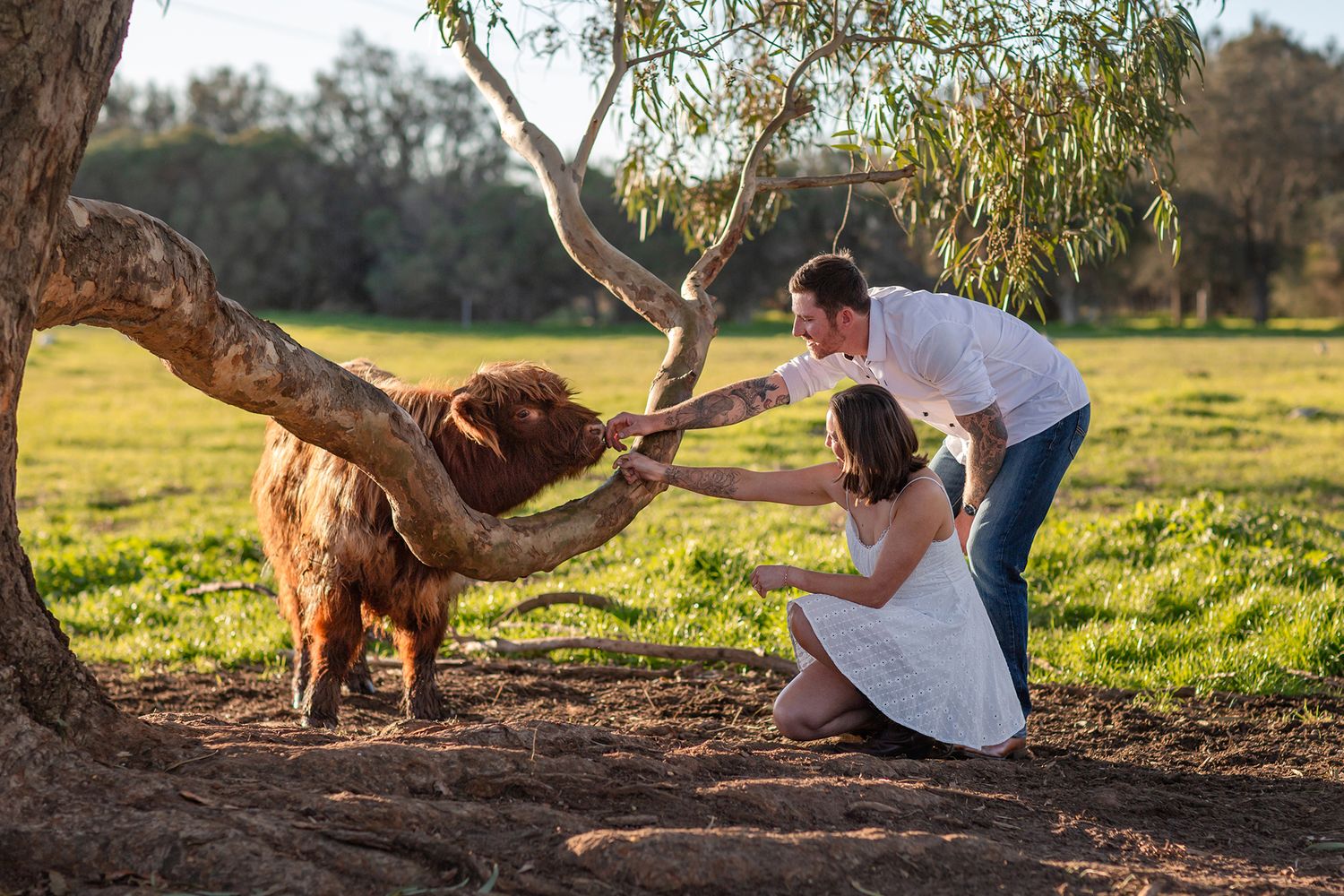 Couple patting highland cows during an engagement session with Highland Cows in Perth