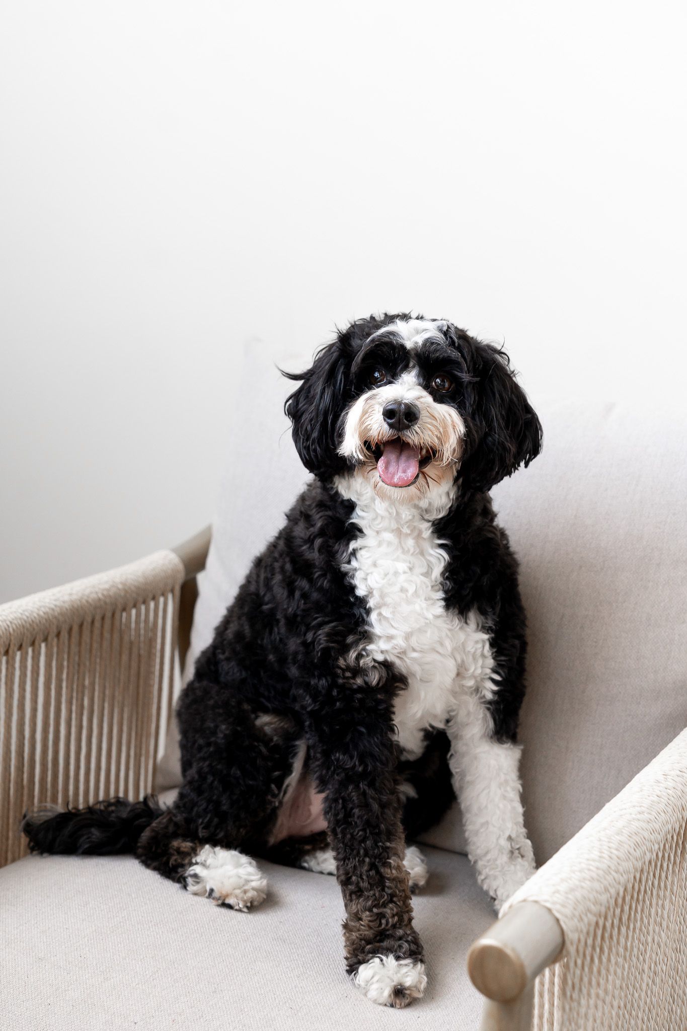dog photos in Lansing, MI