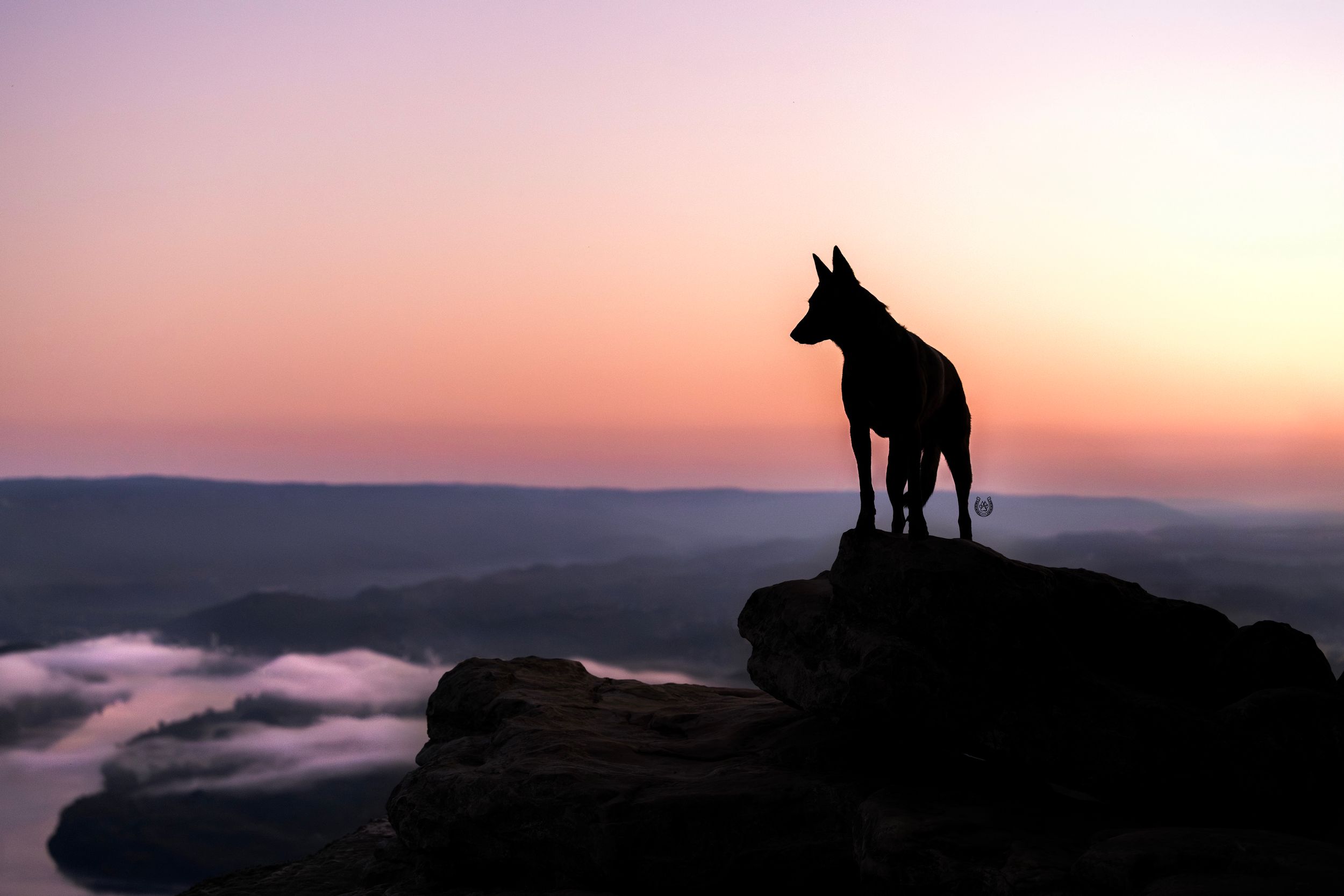 Silhouette of a dog standing on a rocky cliff at sunset with misty mountains and a pink-purple sky in the background.