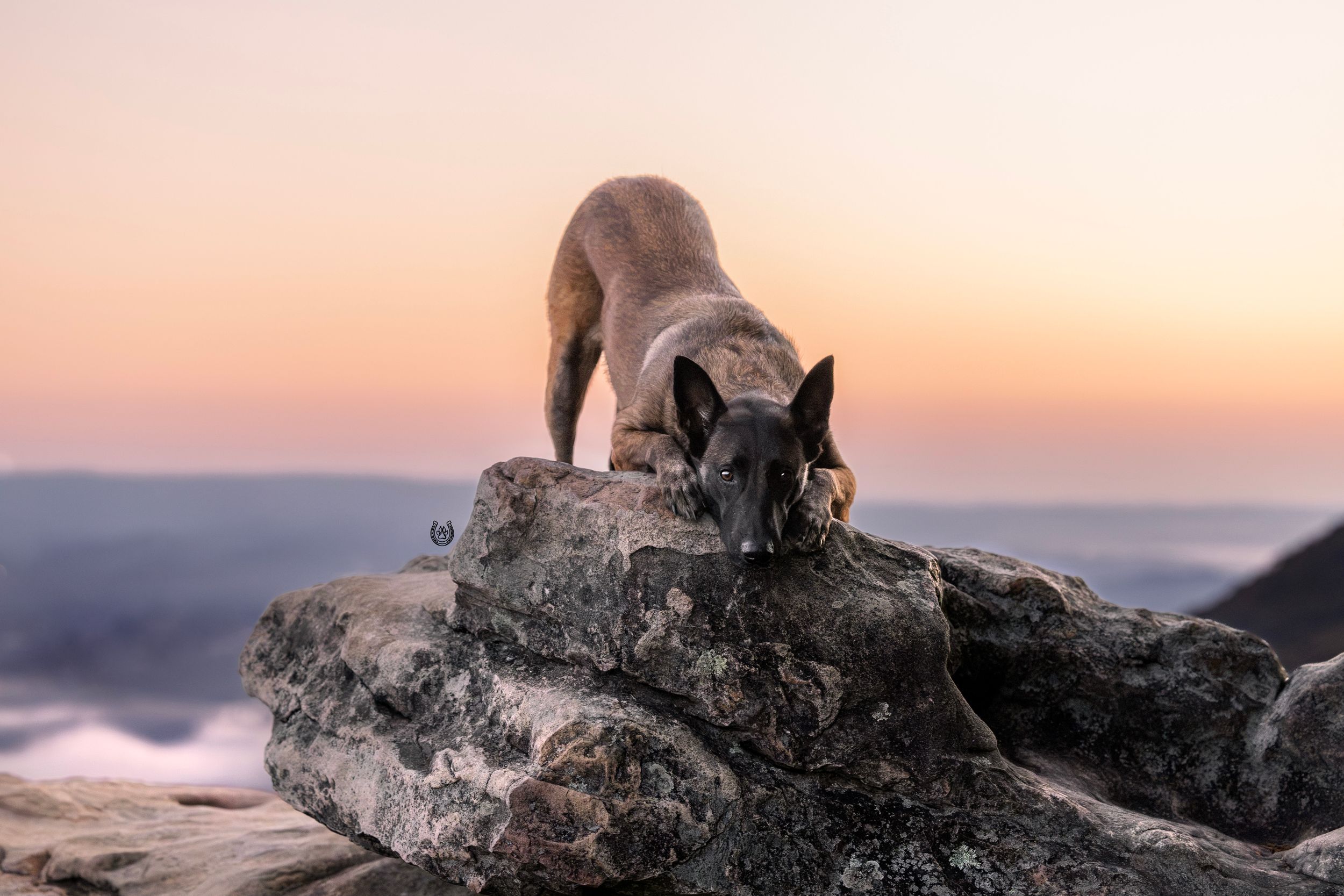 A German Shepherd dog sniffs rocks on a mountain summit during a colorful pink and orange sunset.