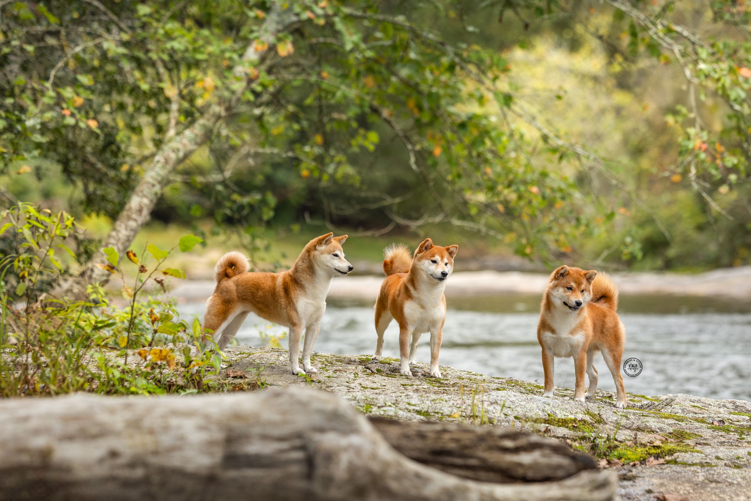 Three Shiba Inu dogs standing on rocky riverbank surrounded by lush green trees in natural outdoor setting.