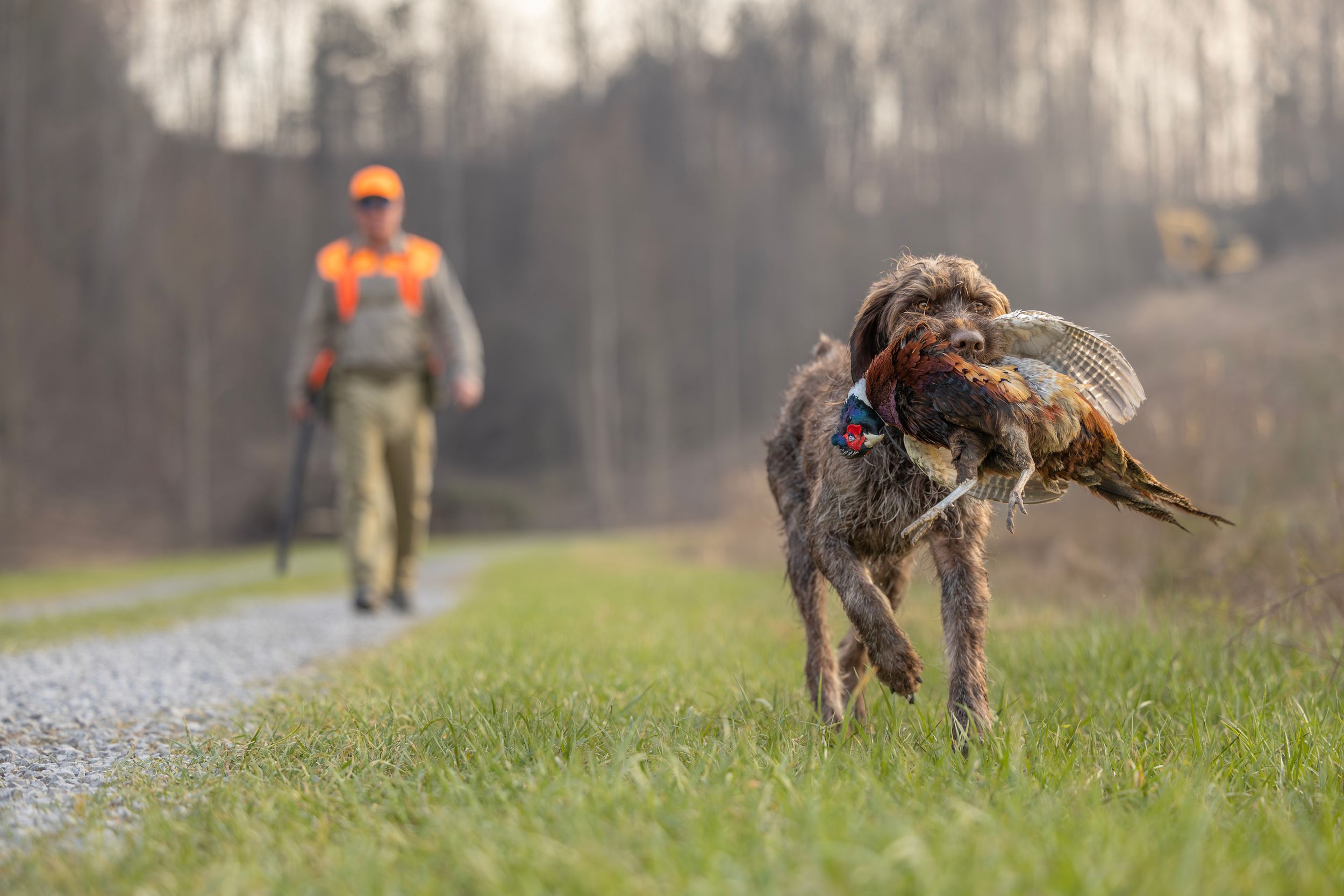 A hunting dog retrieves a pheasant bird while a hunter in orange vest walks along a grassy trail.