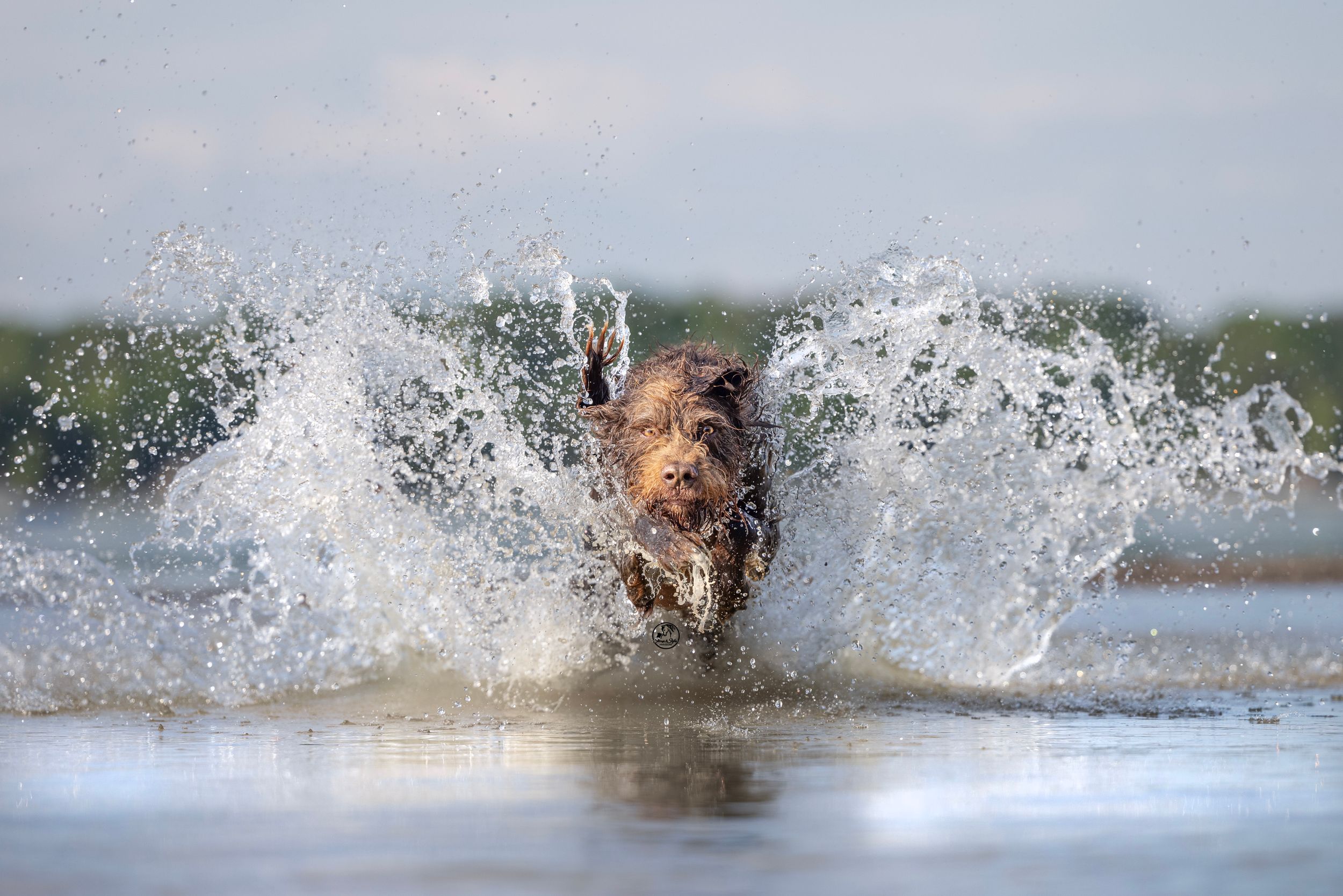 A brown dog energetically splashing through shallow water, creating dramatic water sprays on a sunny day.
