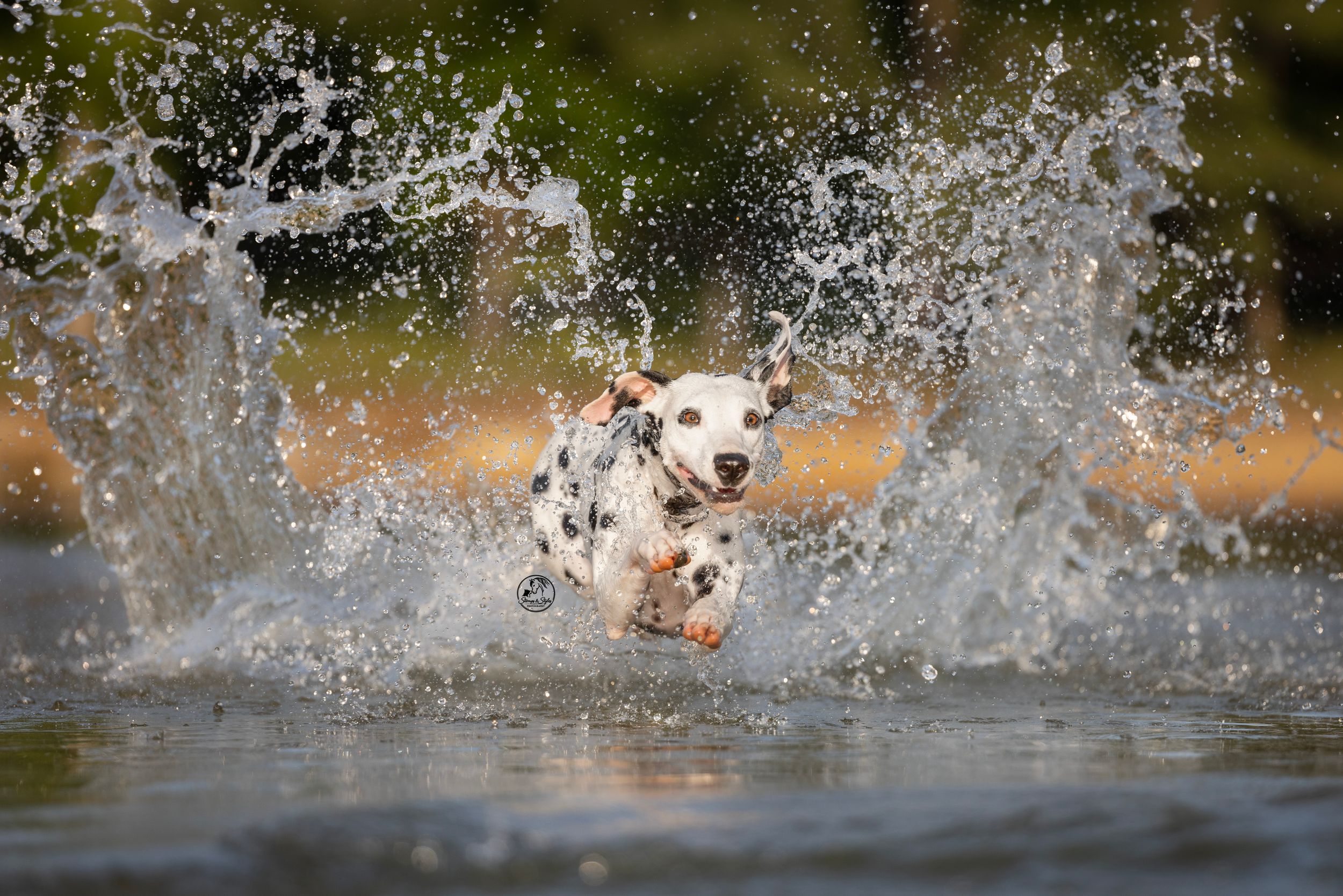 A Dalmatian dog joyfully runs through splashing water, creating dramatic water sprays in an outdoor setting.
