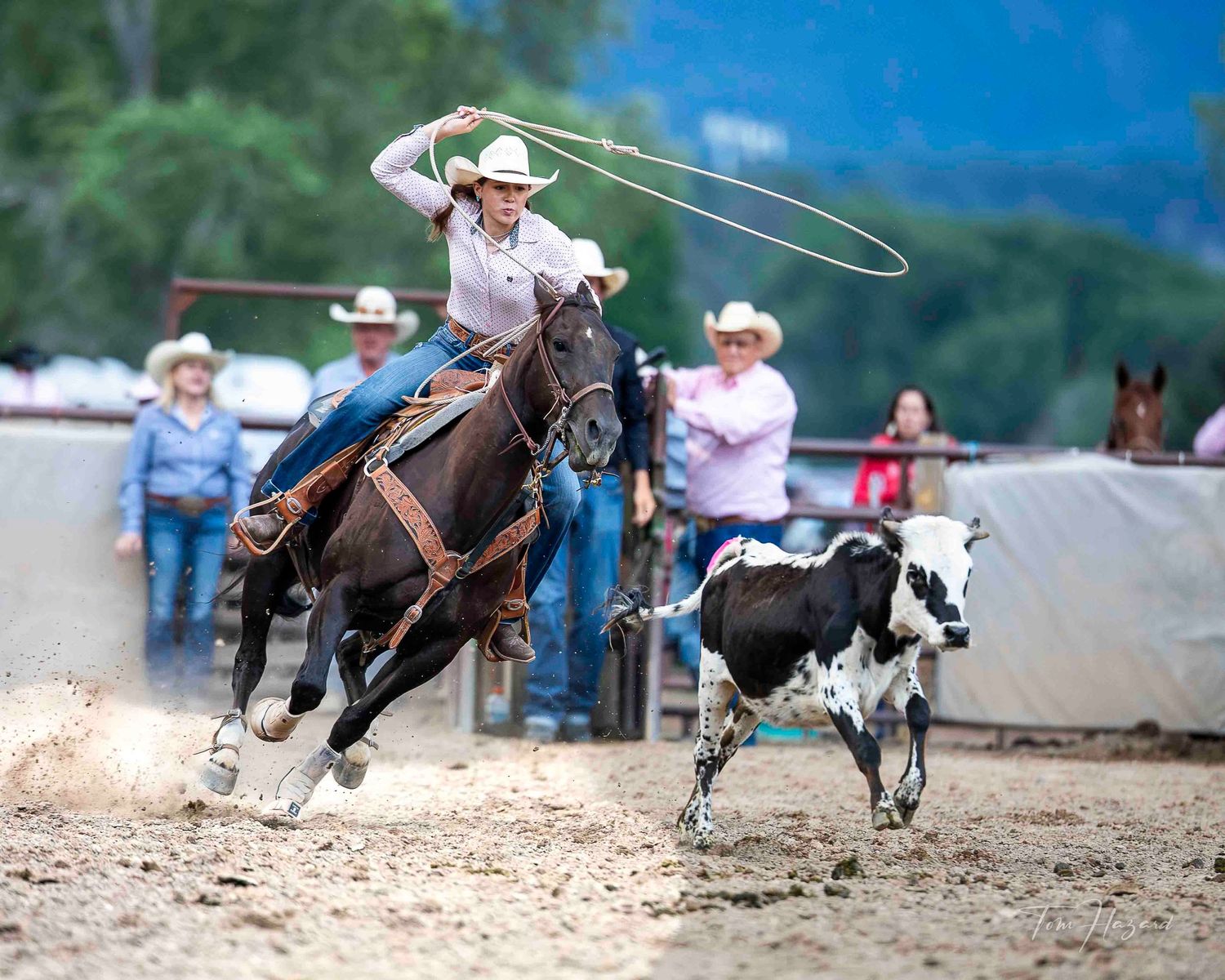 Cowboy on horseback swinging lasso at black and white calf during rodeo roping competition in dirt arena.