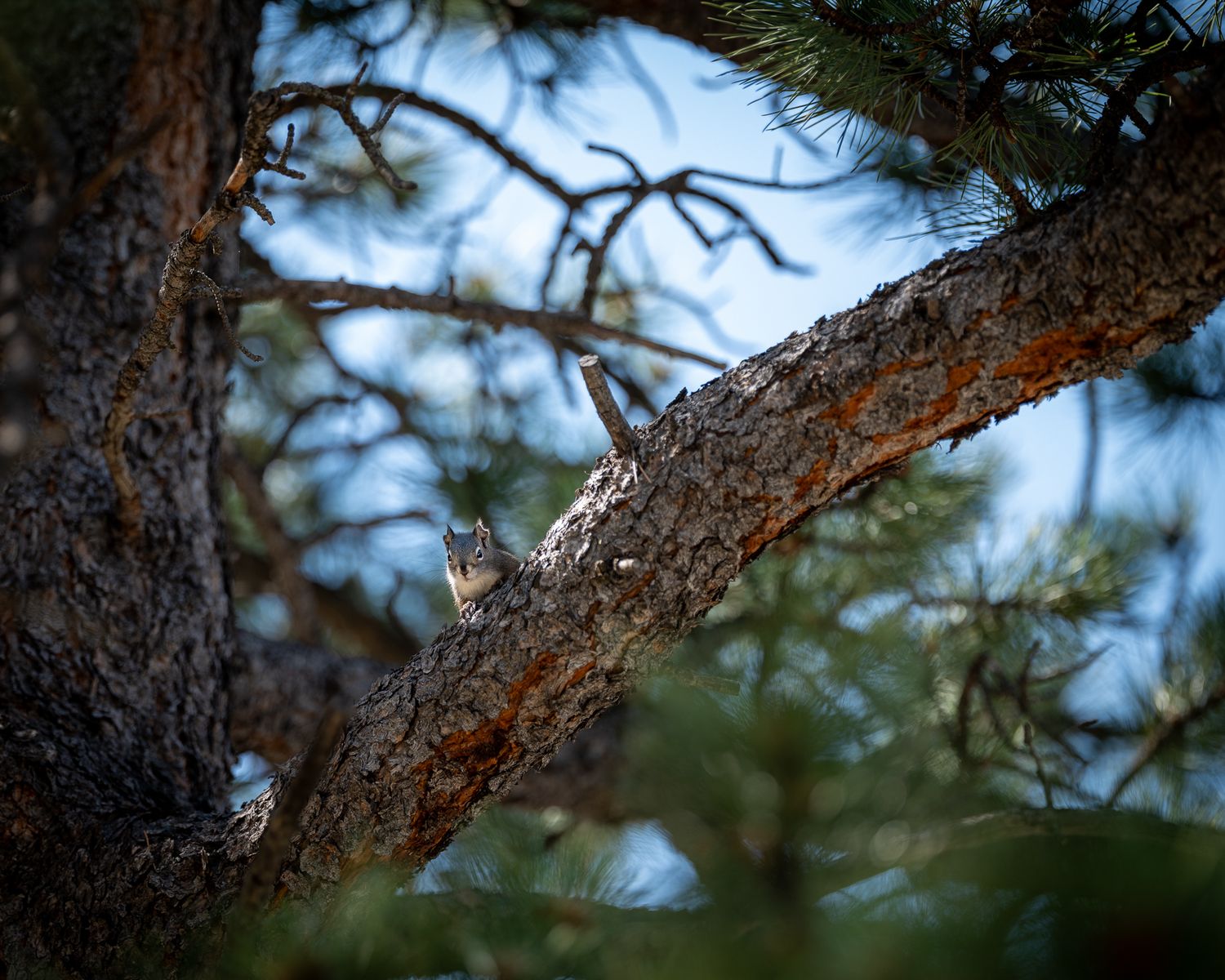 A small animal camouflaged against the bark of a pine tree branch.