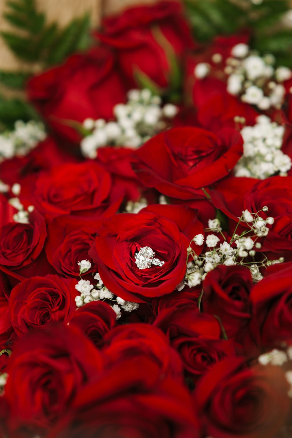 A lush bouquet of vibrant red roses accented with delicate white baby's breath flowers and green fern leaves.