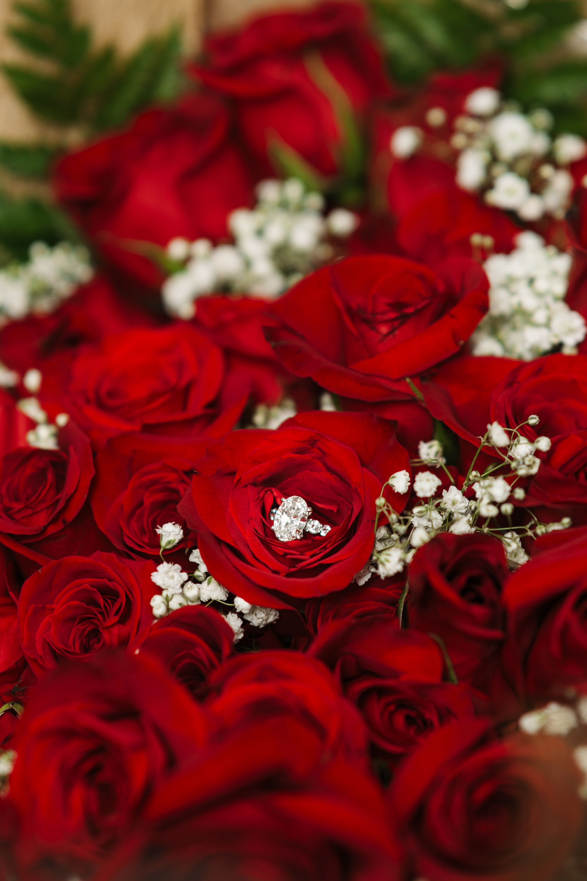 A lush bouquet of vibrant red roses accented with delicate white baby's breath flowers and green fern leaves.