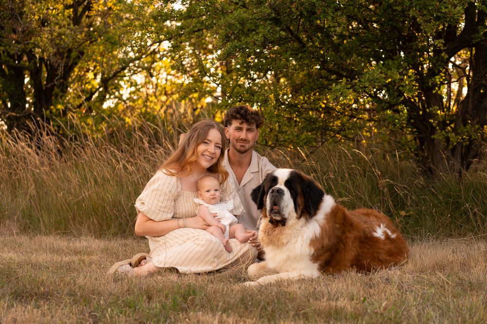 Young family with baby and Saint Bernard dog sitting in golden field at sunset.