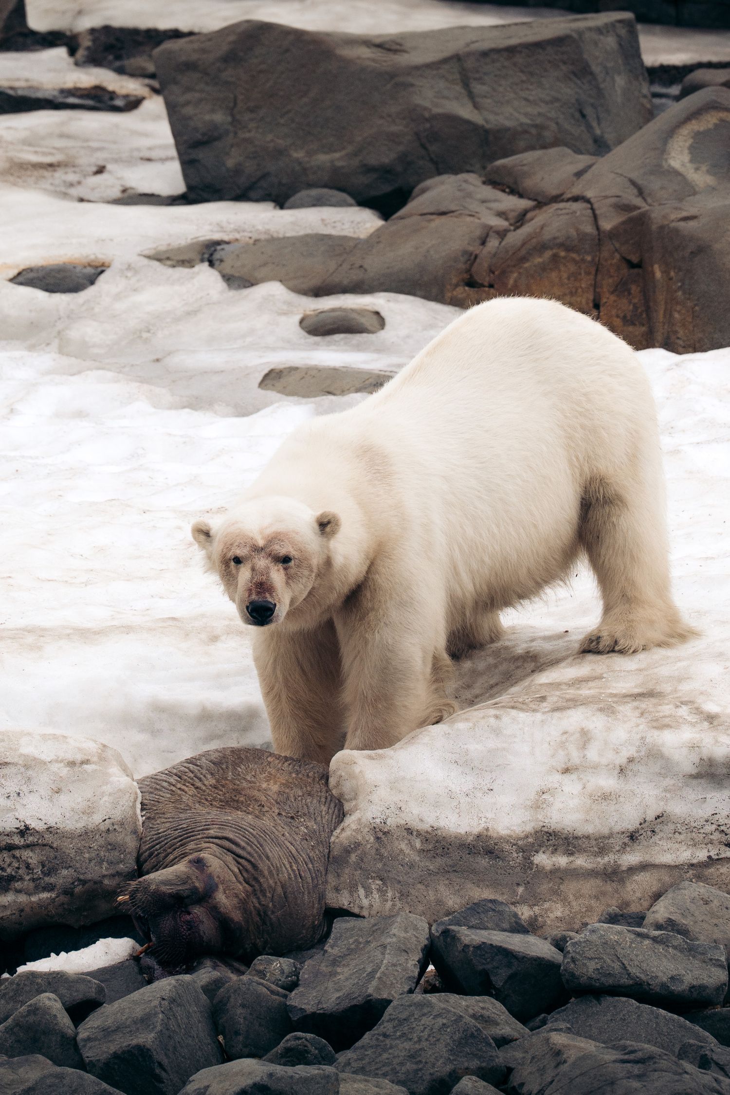 Ours polaire debout de face au-dessus d'une carcasse de morse, sur un névé