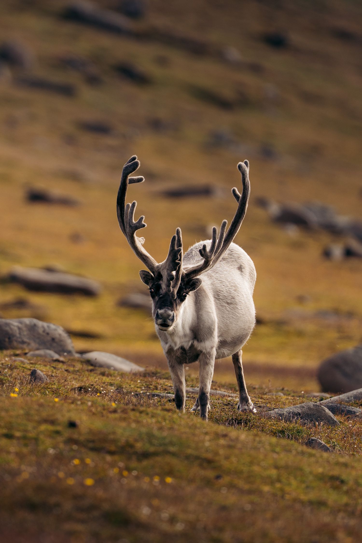 Renne du Svalbard mâle marchant de face, bois en velours, dans la lumière chaude de Sundneset