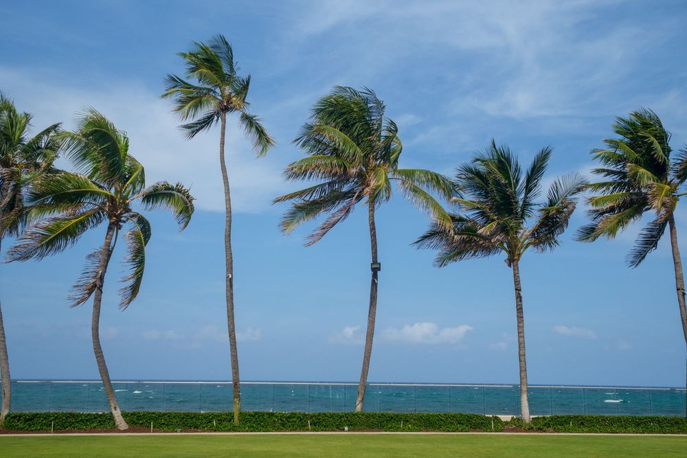 Tall palm trees swaying in the wind against a bright blue sky with the ocean in the background.
