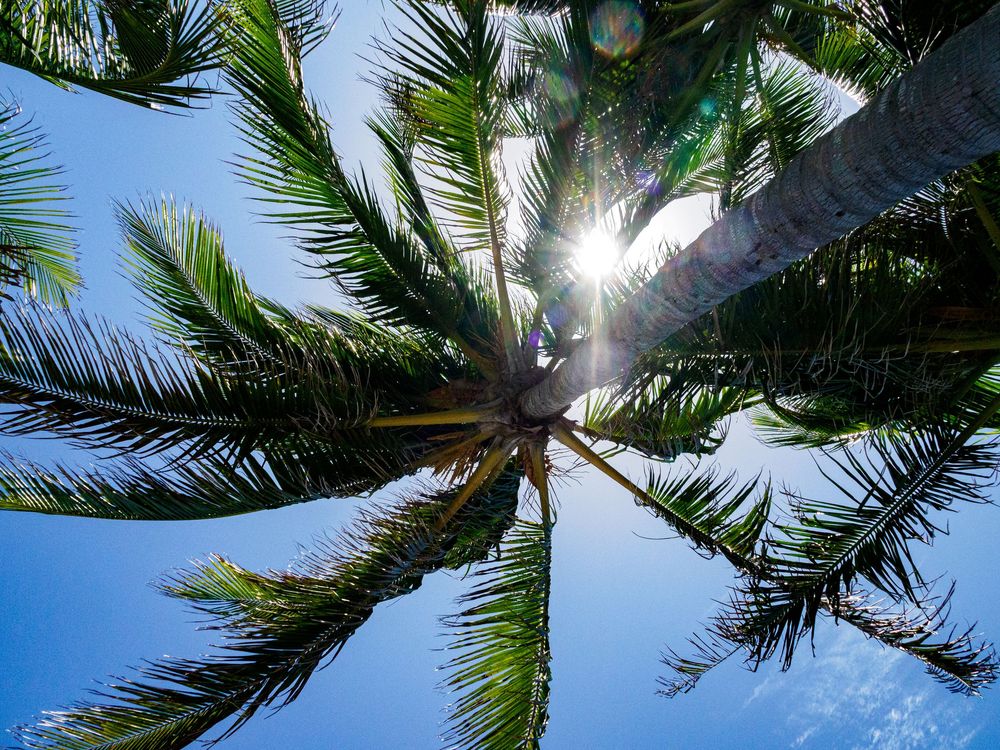 Looking up through lush green palm tree fronds with sunlight streaming through the leaves.