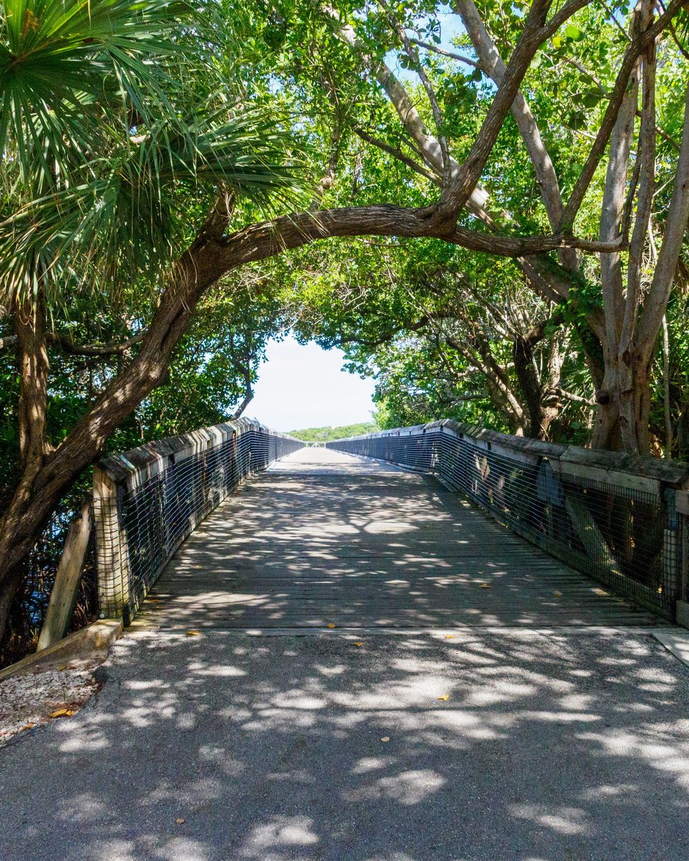 Tree-lined pedestrian bridge path leads toward open sky in a lush tropical park setting.