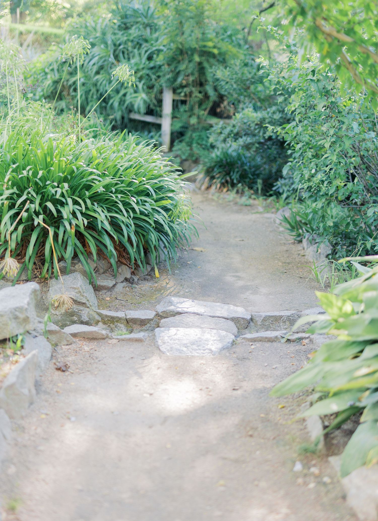 Enjoy serene garden pathways lined with lush green plants and bordered by natural stone walls at the WPA garden at Land Park mini session